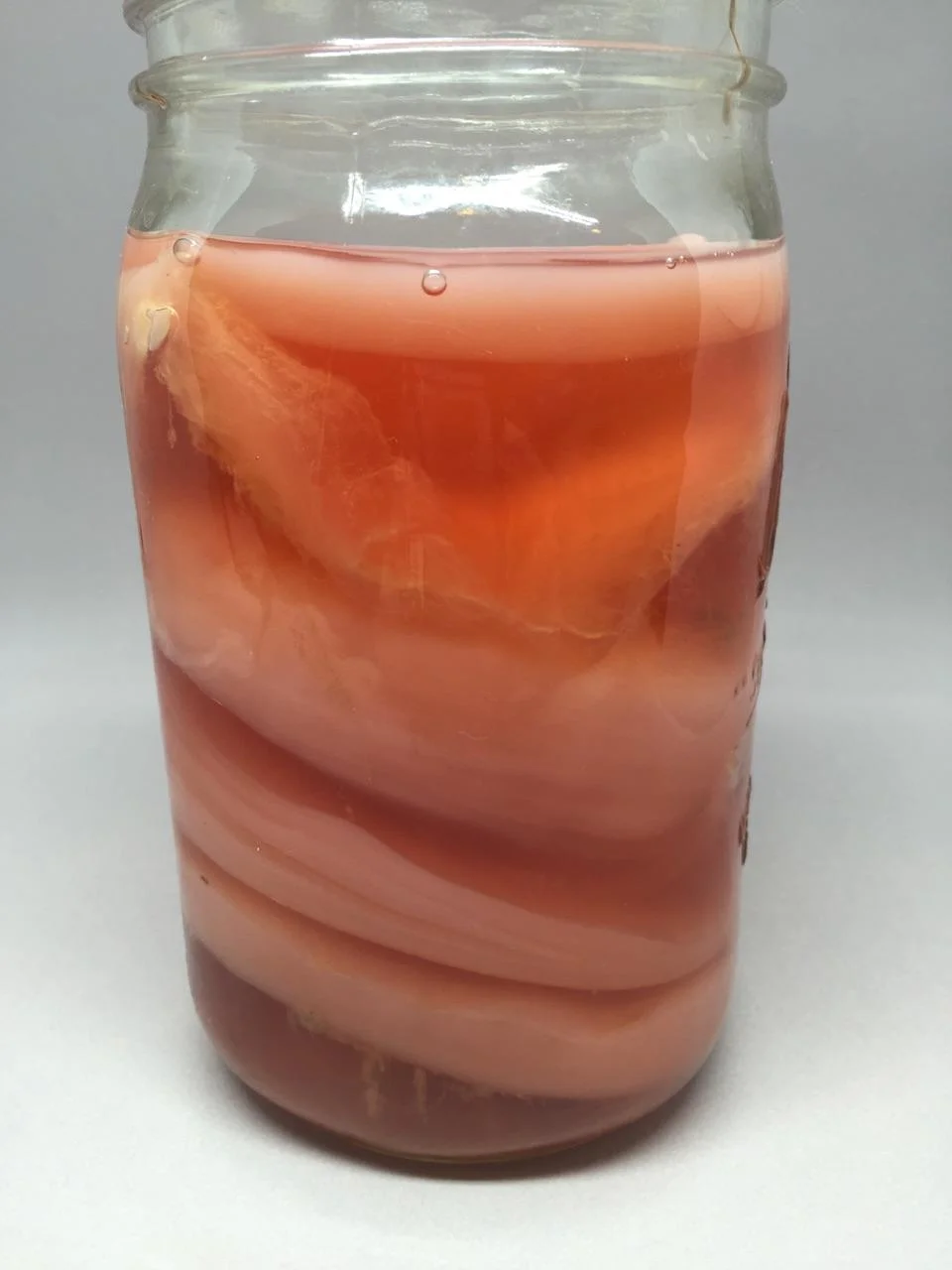 A SCOBY "Hotel"