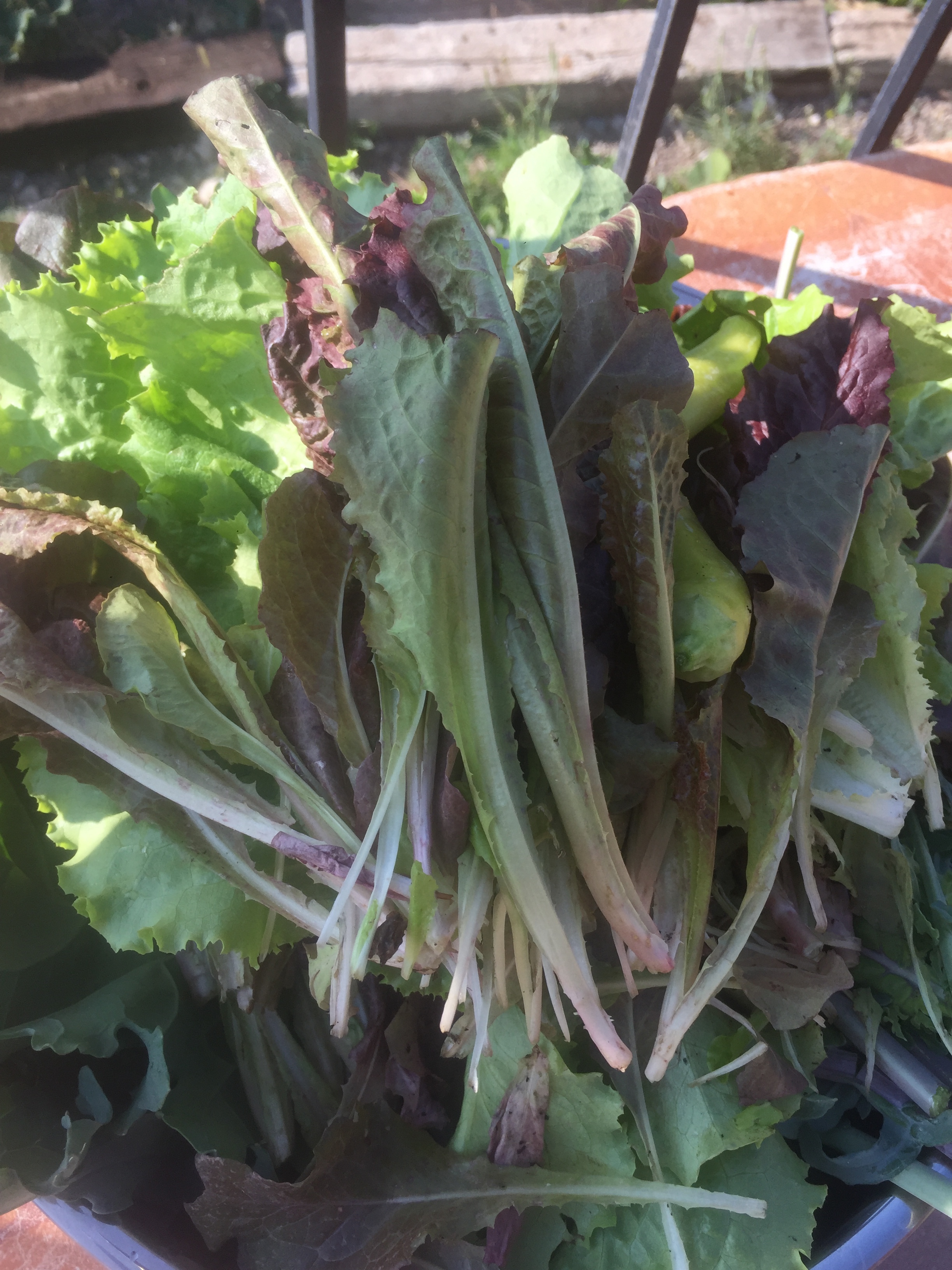 How To Keep Fresh Picked Salad Greens Crisp And Beautiful No More