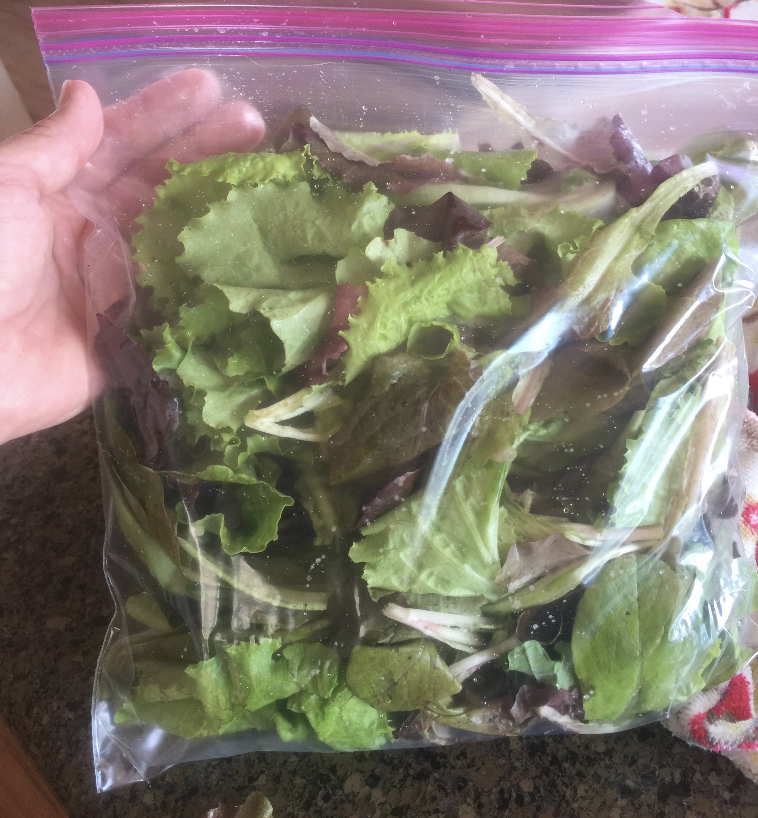 Fresh lettuce from the garden....These leaves will keep for 2 or 3 days, but they're usually gone way before then!
