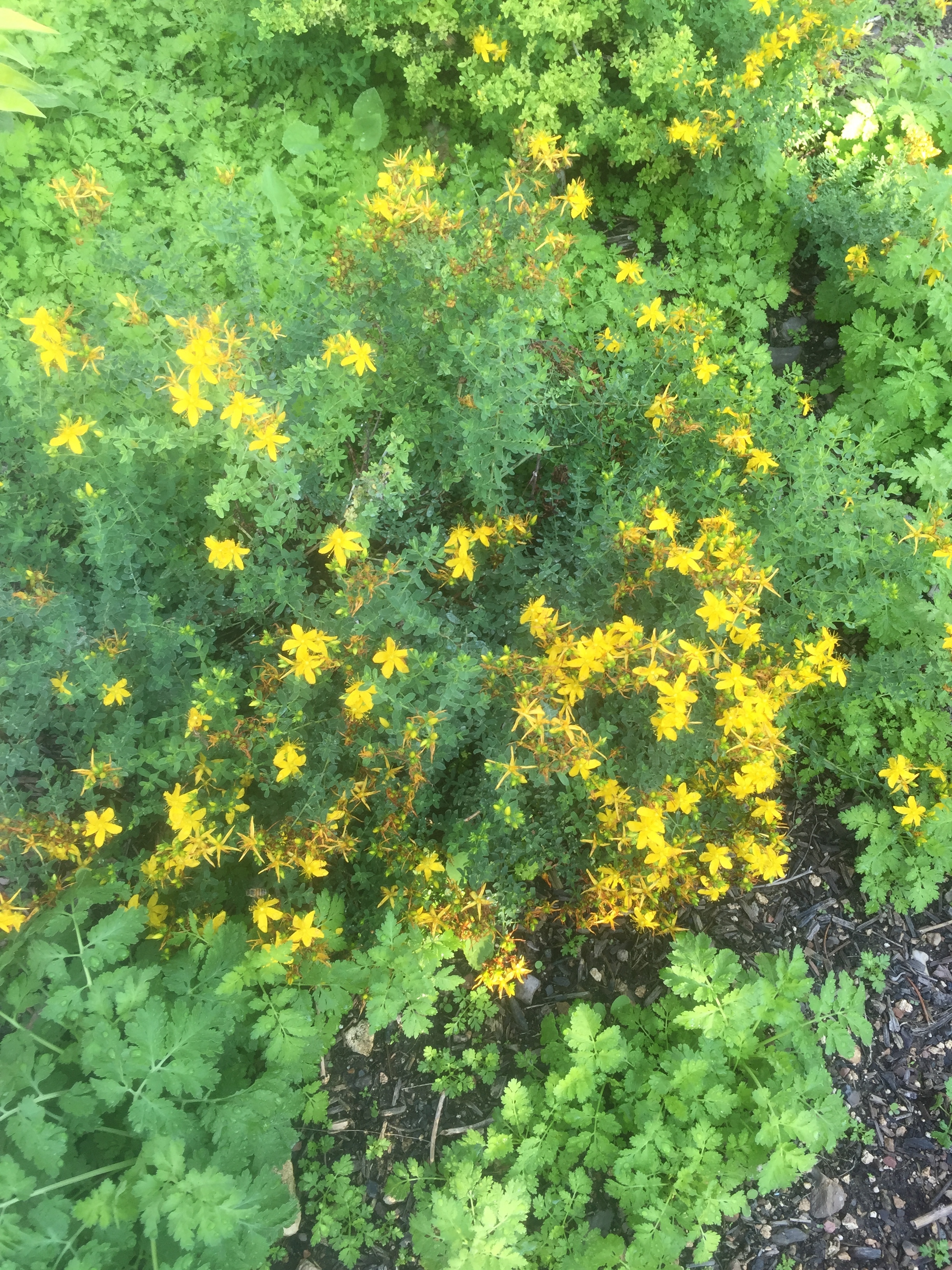 A patch of St. John's Wort and a bit of Feverfew too.