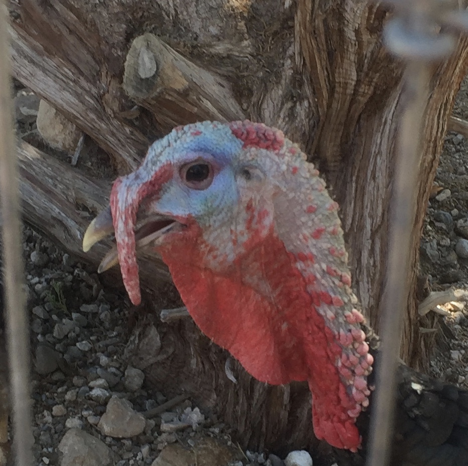 One of the tom turkeys. 