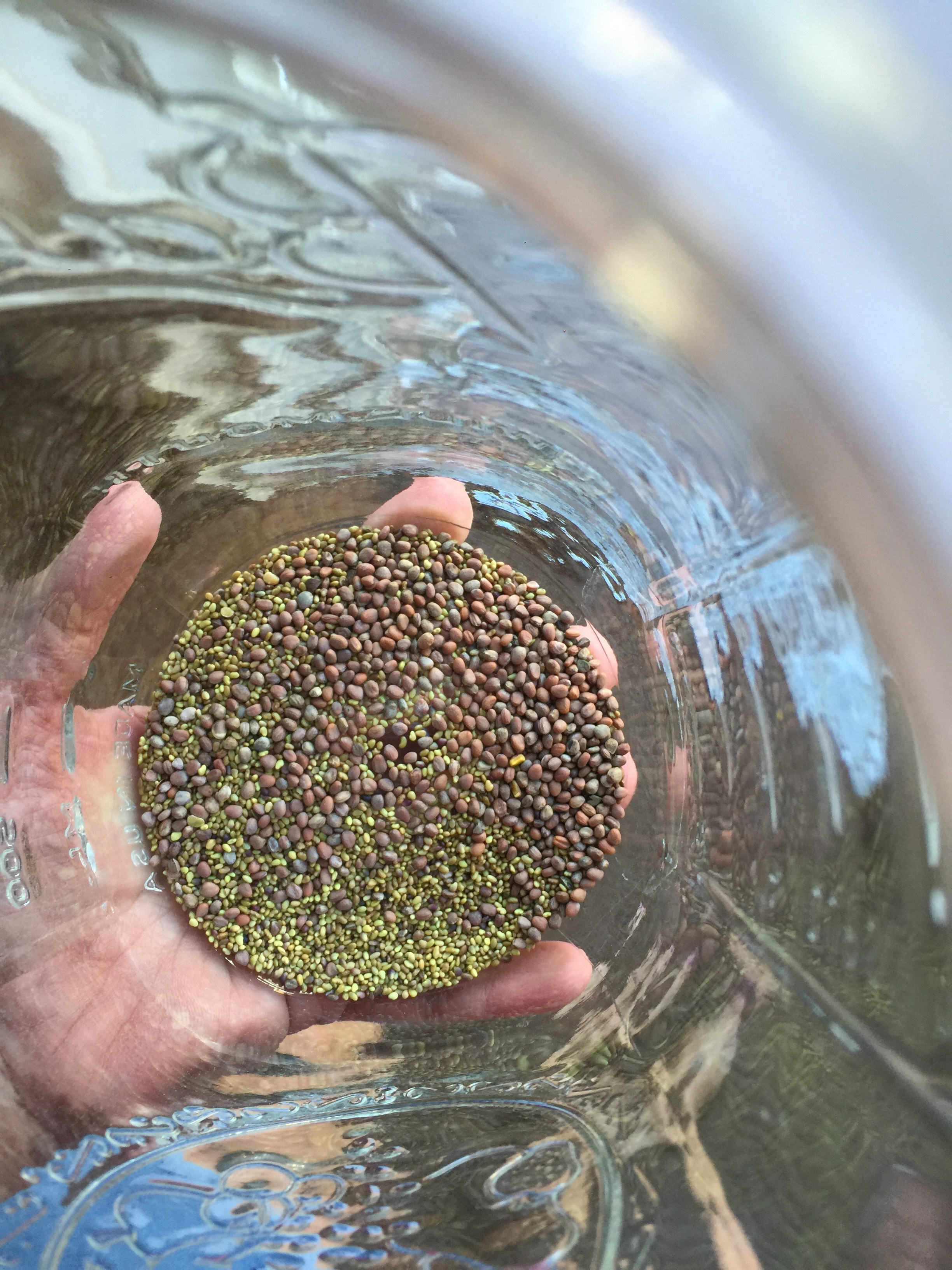 Birds' eye view of the sprout blend! Start with fewer seeds until you get an idea of how the seeds sprout and how large they will get. They are all slightly different. It doesn't look like much now, but you will end up with a jar FULL of beautiful green sprouts!