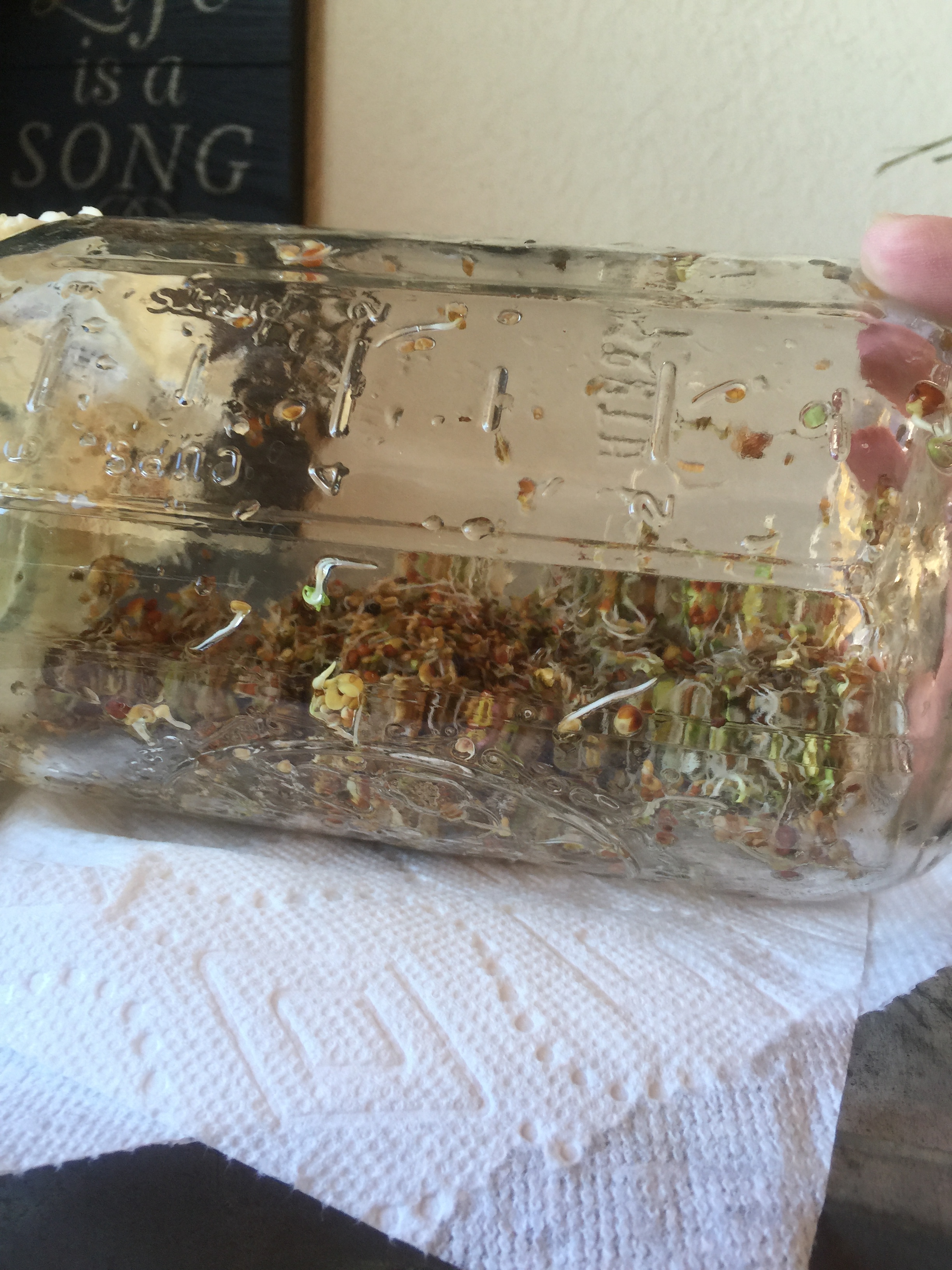 This is after about a day and a half. By the time this jar was done sprouting, it was about 3/4 full of sprouts! This took about 3 total days. For this batch, I used about 2 tbsp of seeds (maybe a smidgeon more) in a half-gallon Mason Jar. I yielded about 3 cups of sprouts. 
