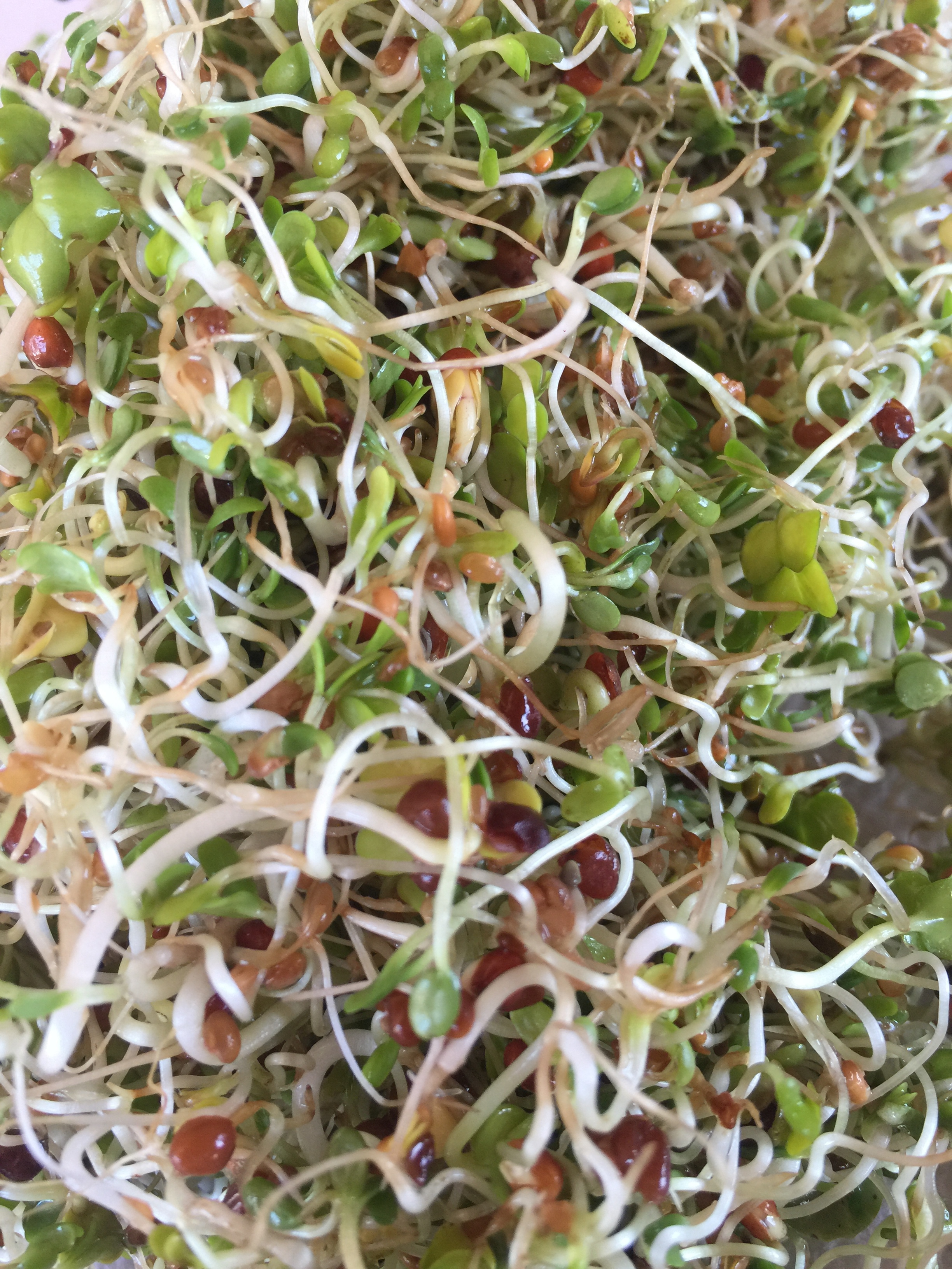 Here's a close up. I probably could have let them go another day, but was anxious to eat! 
