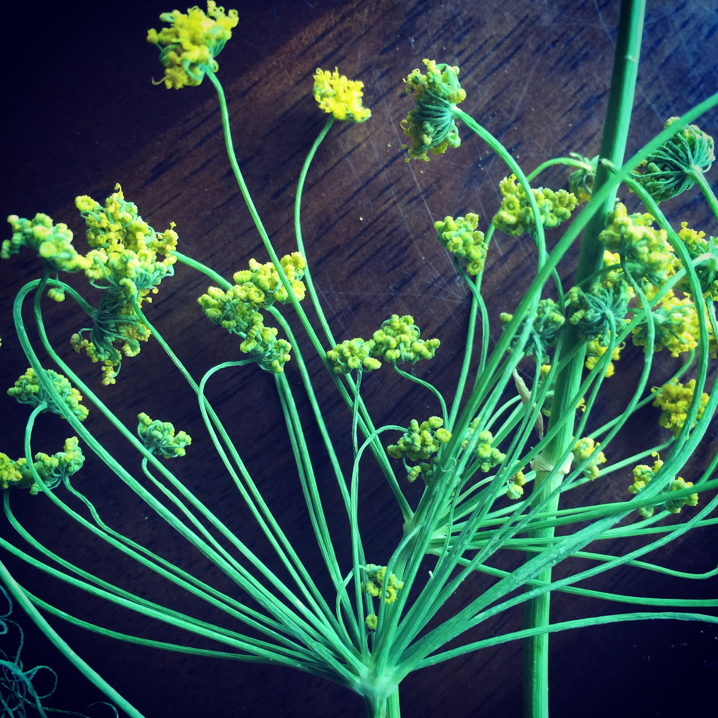 Here is one of the flower umbrels. When you have literally hundreds of these, it is quite a sight!