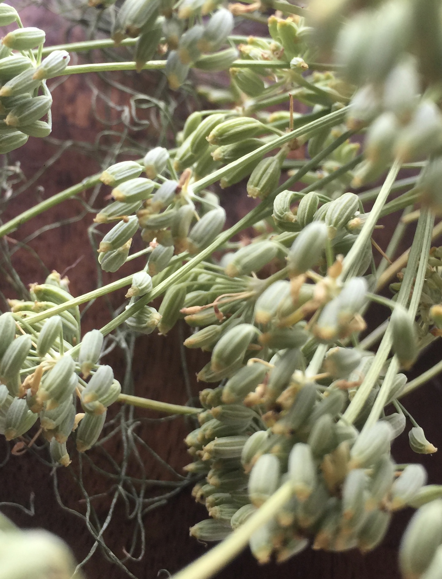 Here are the green seeds. At this point, they are very tender. As they dry, they will turn brown and become hard---not as fun to munch on, but very good for cooking.