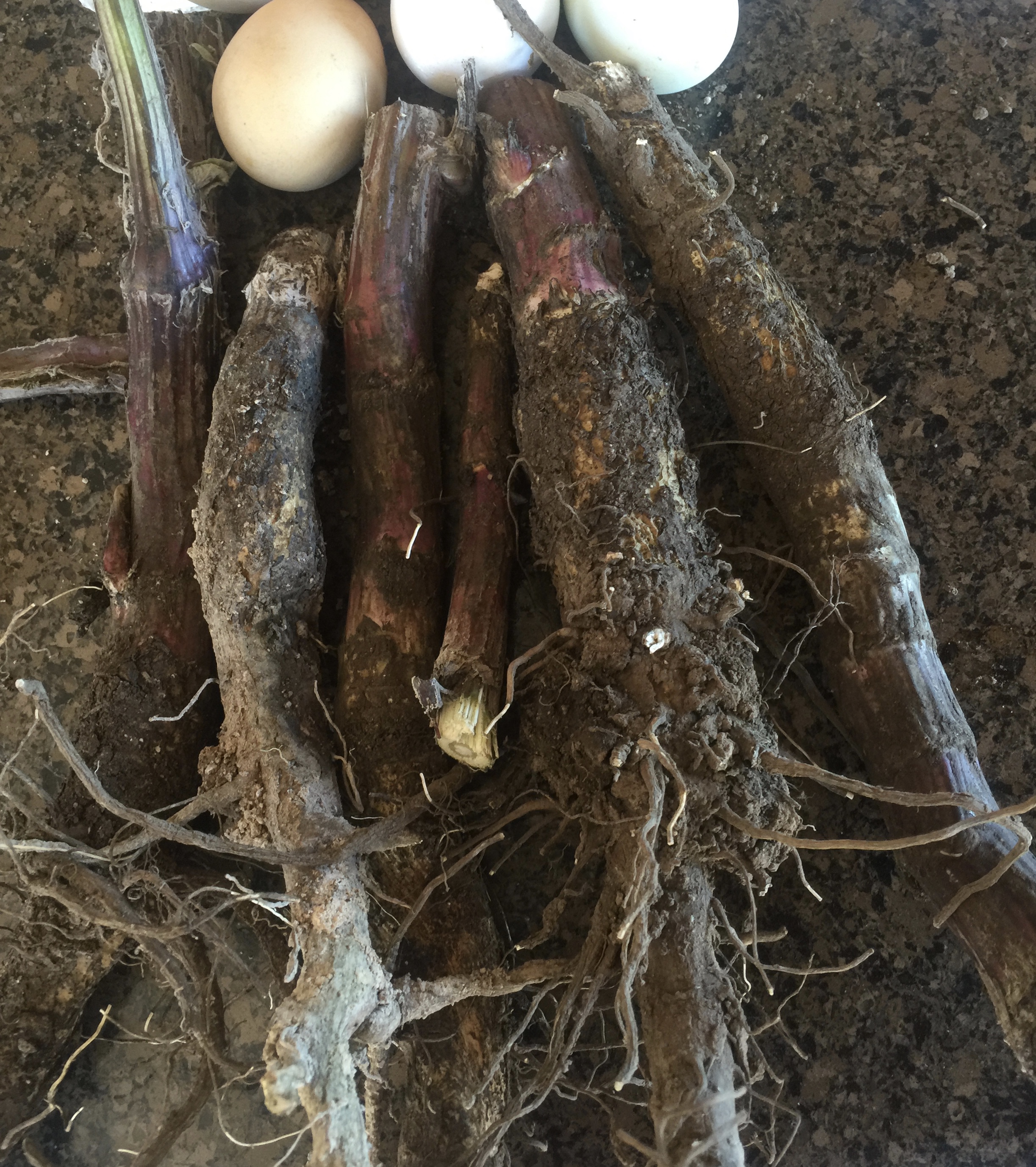 These are second-year roots, and they are too hard to cut up and use. You need to gather the roots during the first year! Before the flowers bloom! 