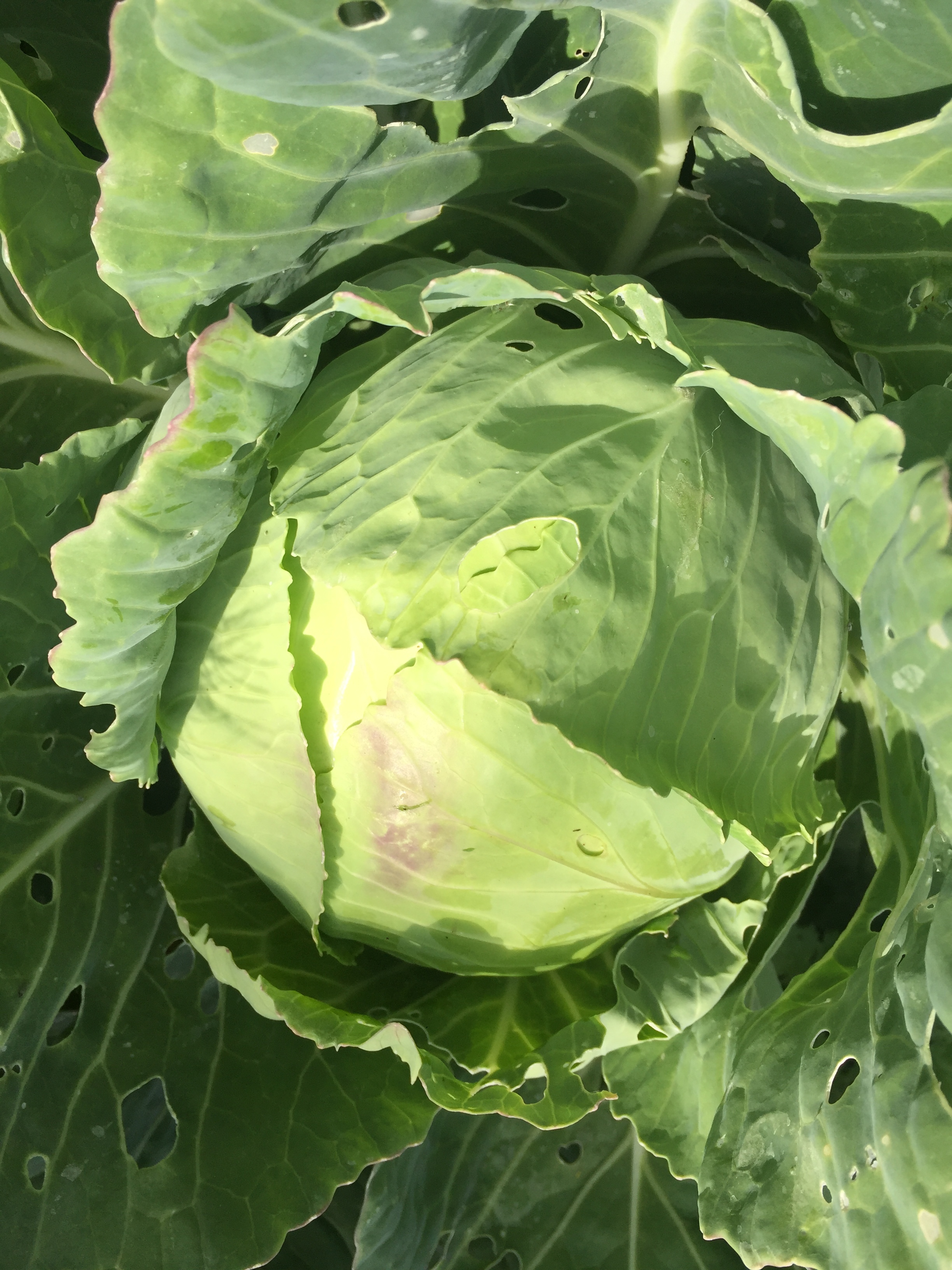 Here's one of our many cabbages in the garden. We have both purple and green, and they are all yummy! They are all coming ready to pick at the same time.....so that means LOTS of sauerkraut. Fermenting your veggies means they will keep for months! 