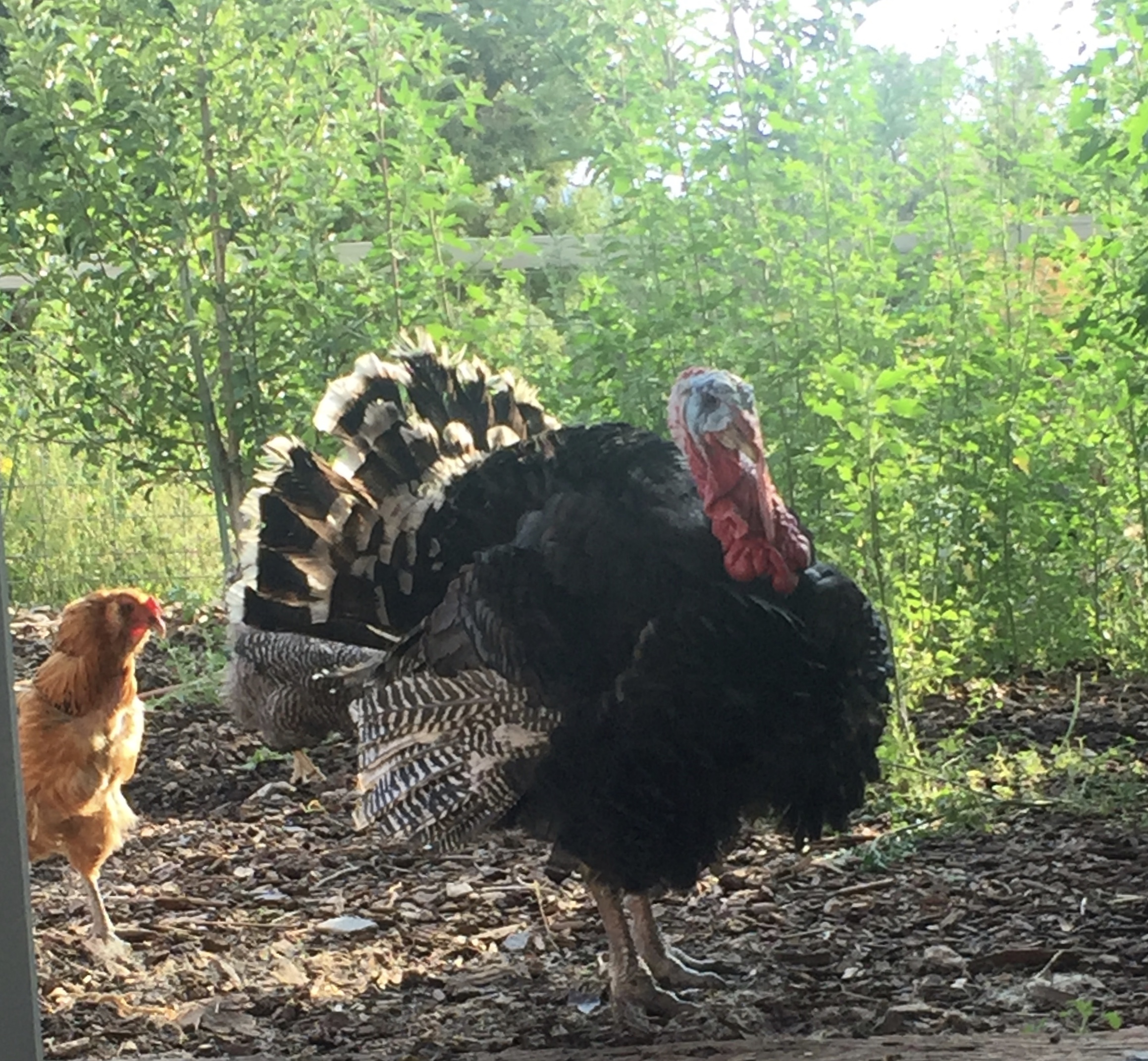 Lambs quarters patch by our fruit trees being enjoyed by the poultry.