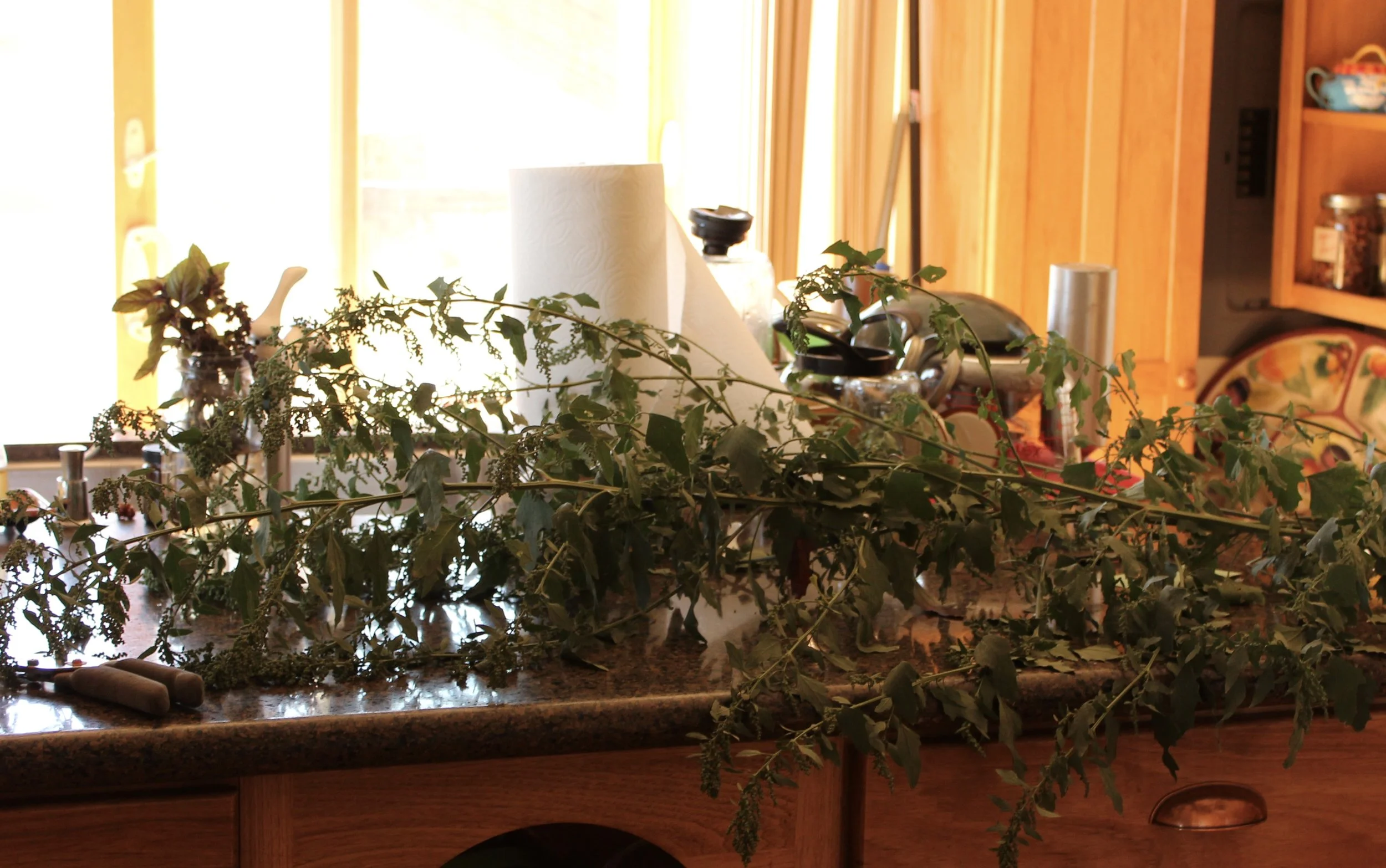 Here are two stalks I cut. They are about 5 feet long. You can see the woody stalk and the smaller stems with the leaves and flowers growing off them all the way up. Sorry about the dishes in the background...I don't have a dishwasher, so they dry out! :-) 