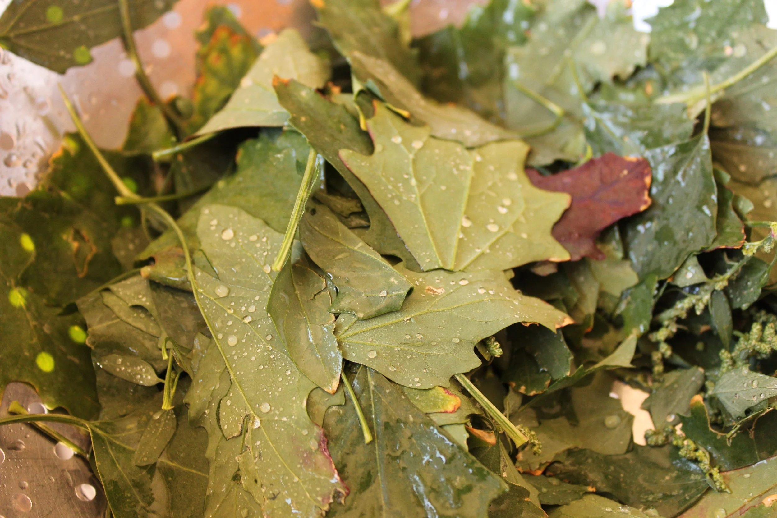 Rinse the leaves well. You'll need a lot because they steam down to a very small amount, just like spinach. See how the water beads up on the backs of the leaves? Another sign of lambsquarters. The leaves are very soft and powdery, especially on the back, and this causes the water to just drain right off!