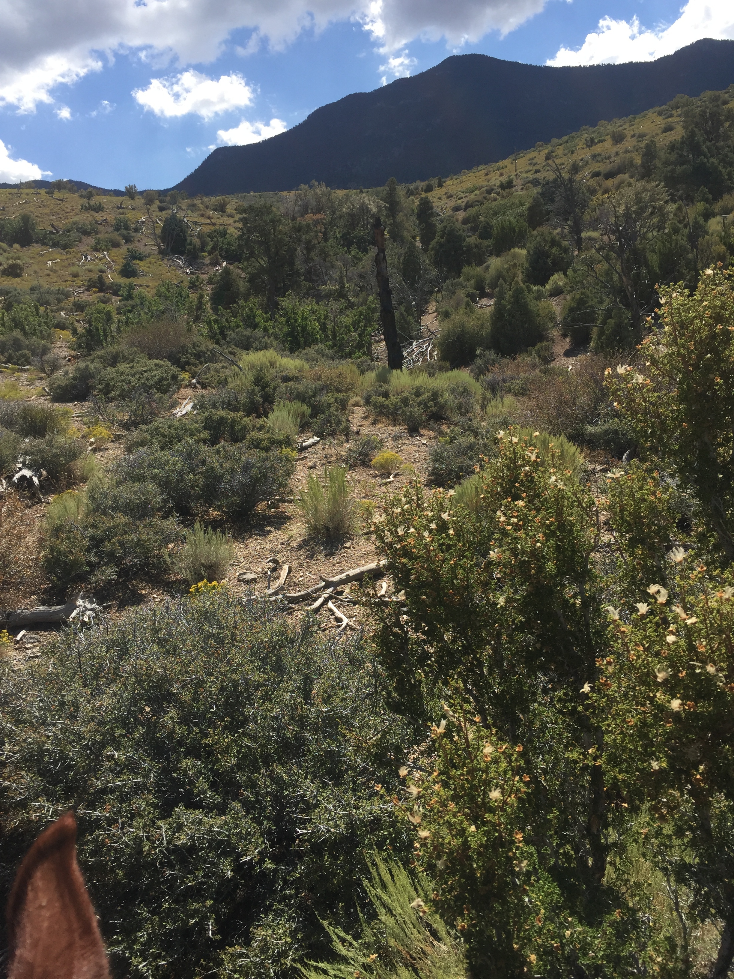 Early Fall on the mountain....The oak leaves are turning colors right now, but I don't have that picture. But everything seems golden tinged.