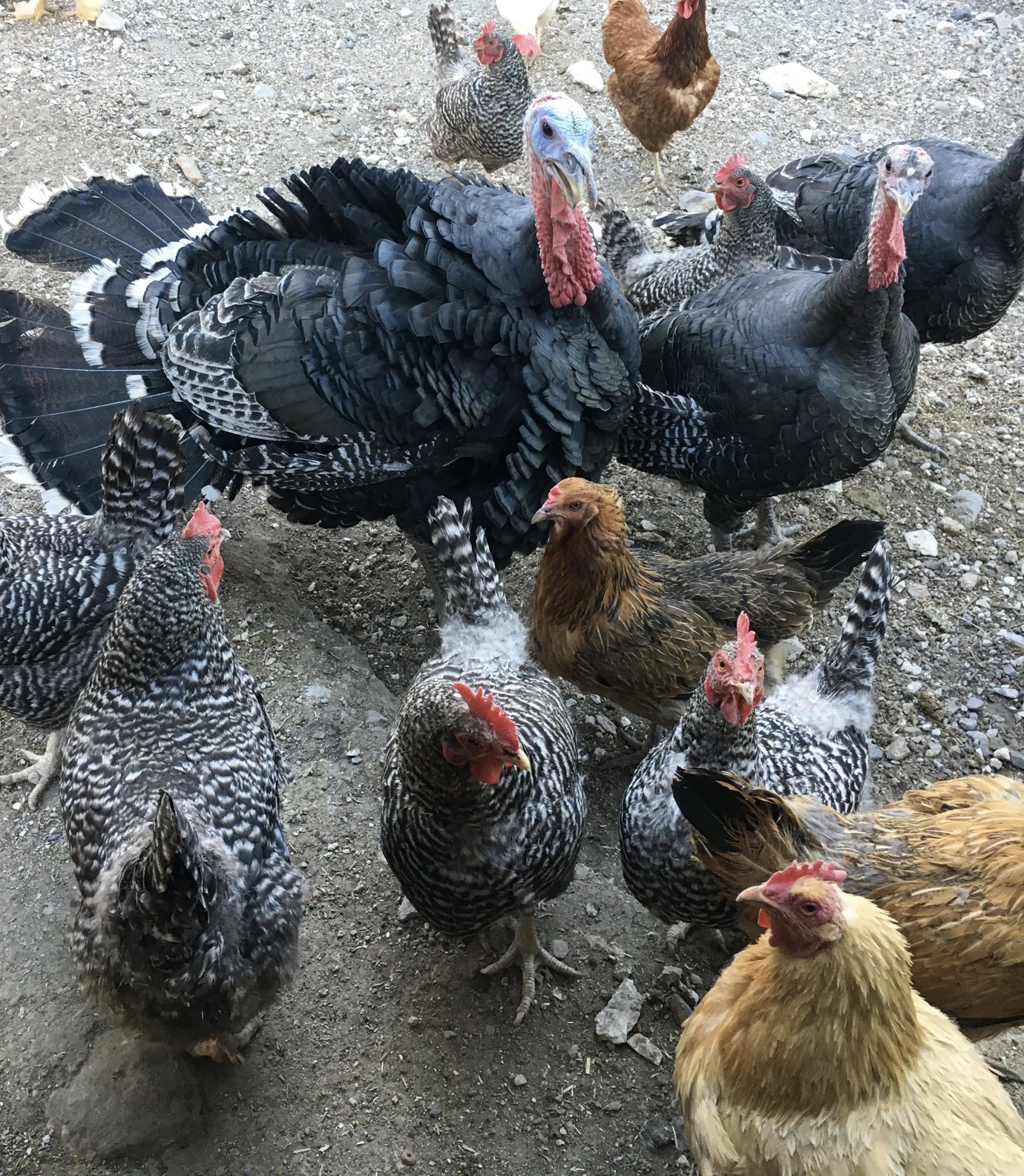Chickens & Turkeys waiting for snacks!