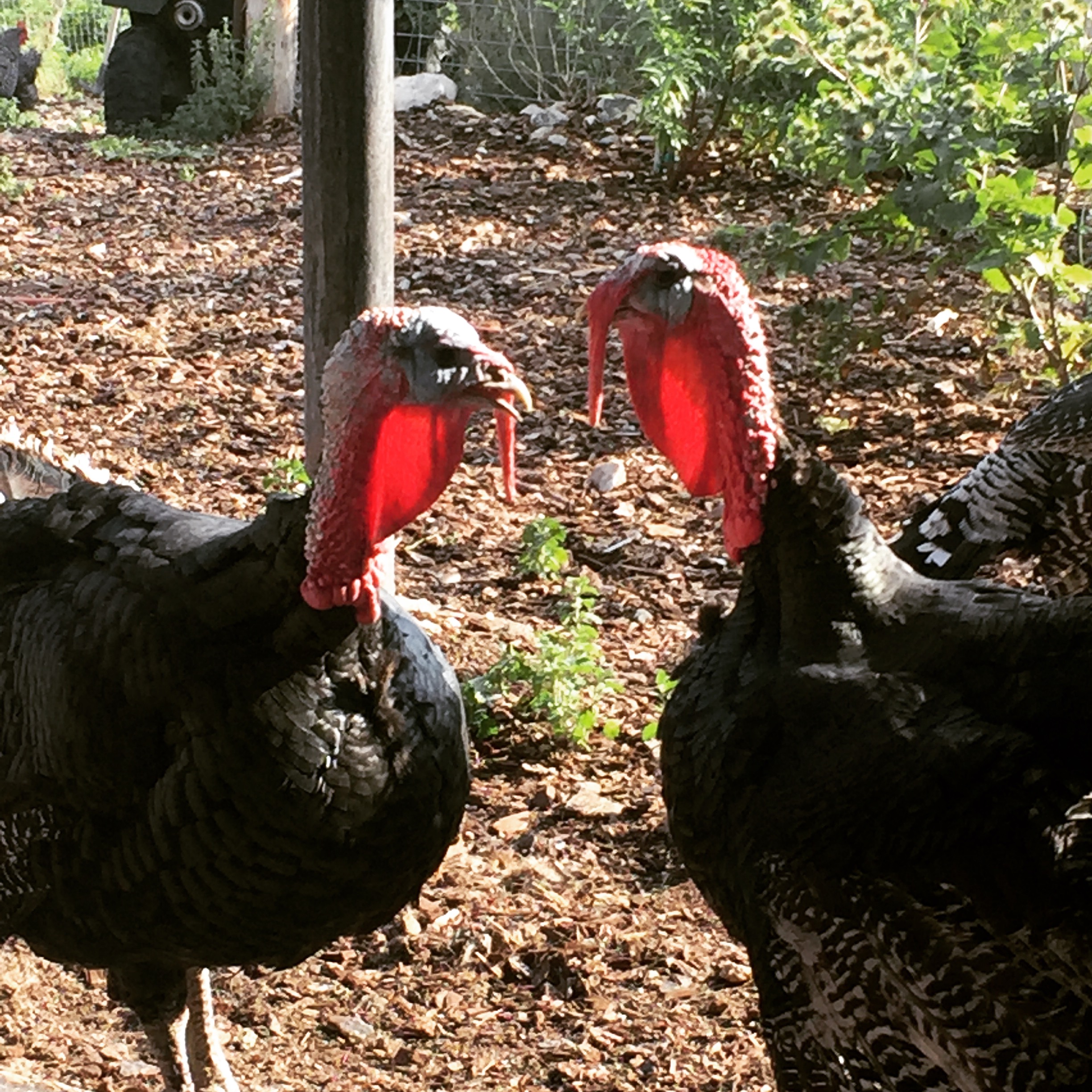 Here are two of our toms: Mr. Big and Golfball. Golfball was bit as a youngster on his ankle, and it swelled up to a huge ball-sized pus-filled problem. After all was said and done, he was left with a golfball-sized lump on his leg. It hasn't affected his health, once he got over the bite. I'll get around to posting an article about how to make the healing salve I used on him soon! 