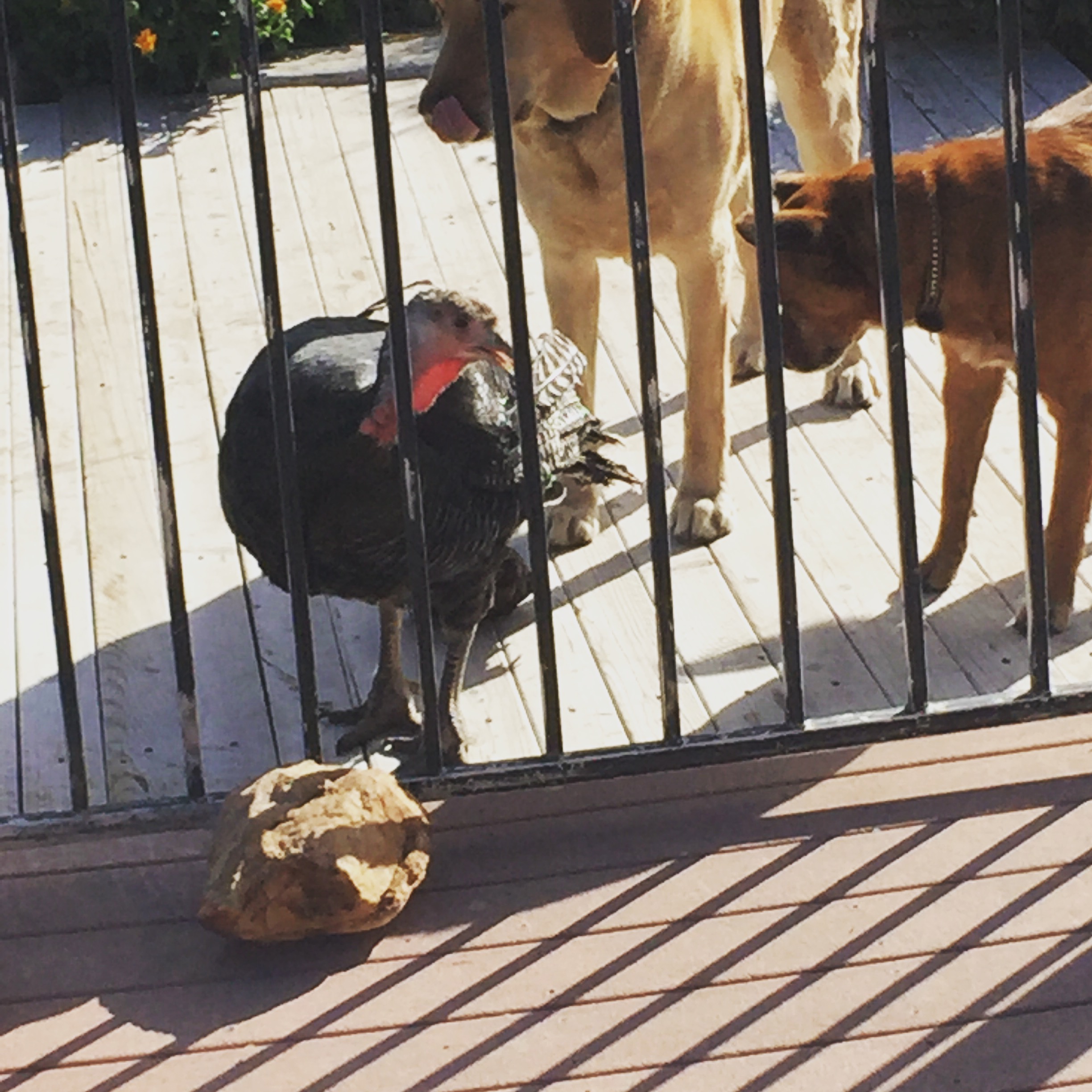 Our boys with Mama Hen. She would go every where with them. Here, they are waiting on me. I'm coming! :-) 