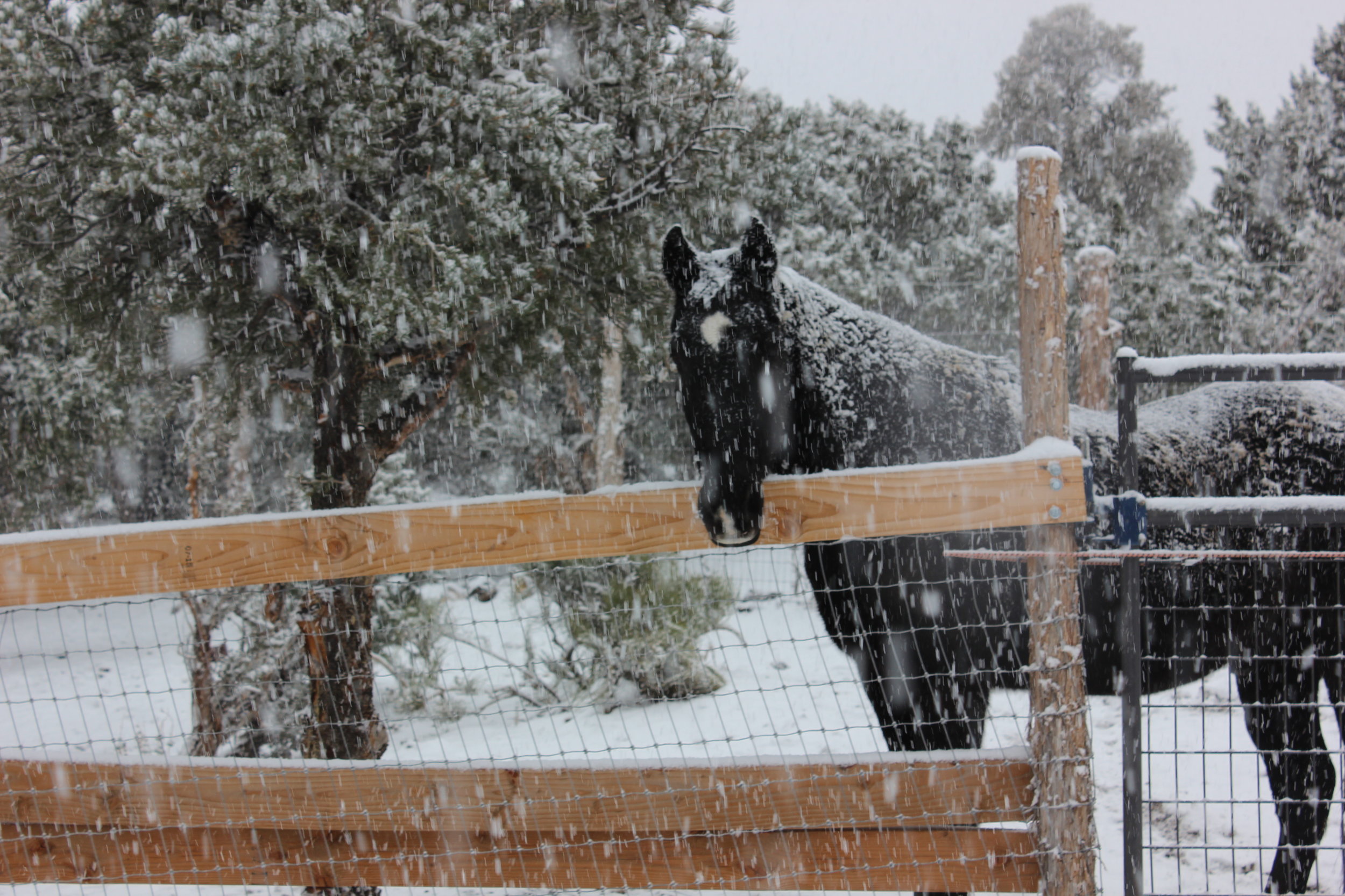This is our horse, Bud, in the first snow of the year! Our horses are new to us---they joined our family last May, so being sure they were ready for the cold up here in the mountains was something we gave a lot of thought to.