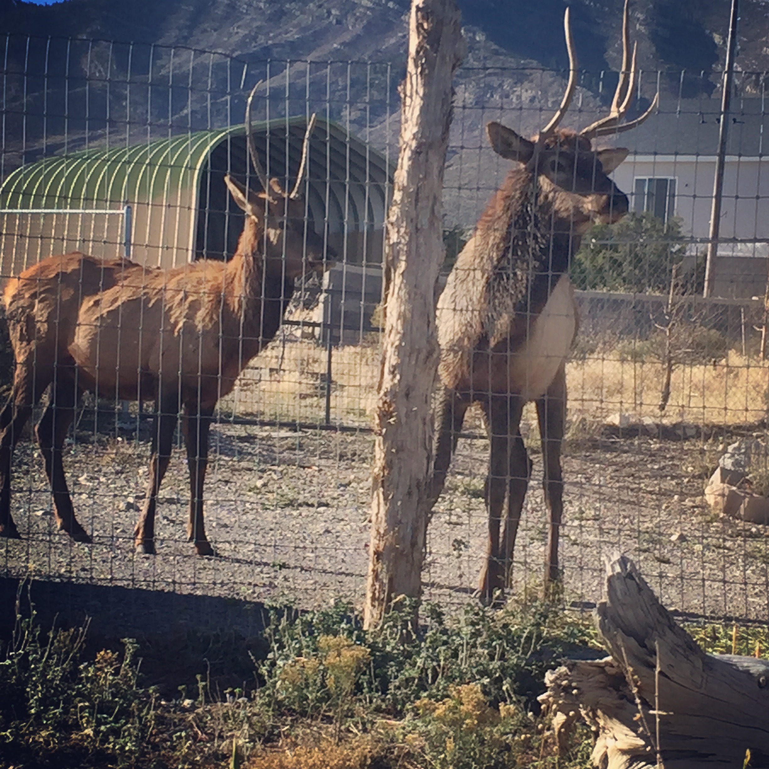 A couple little spike bull elk stopped by to say, "Hi," and see if there were any hand outs coming their way. Not from our place! See those horns? They can really hurt a horse if they want to badly enough. Plus---they eat our fruit trees if they get in! Yep! That happened last year! 