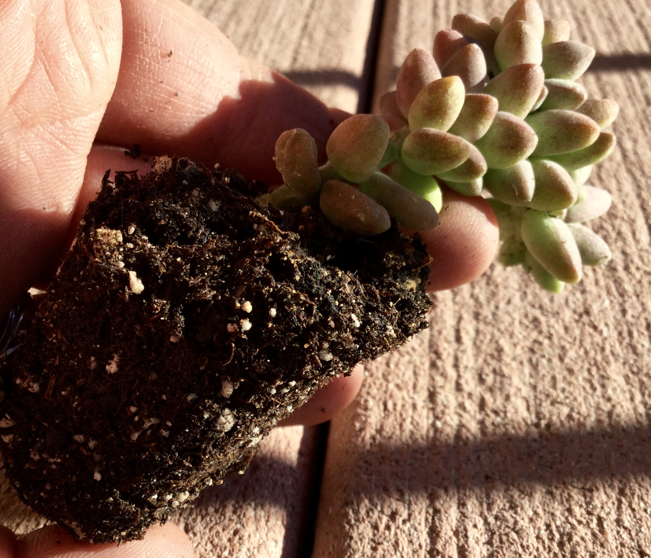 This is a plug. It's quite small, as you can see! But it will grow fast and can potentially become fairly large!