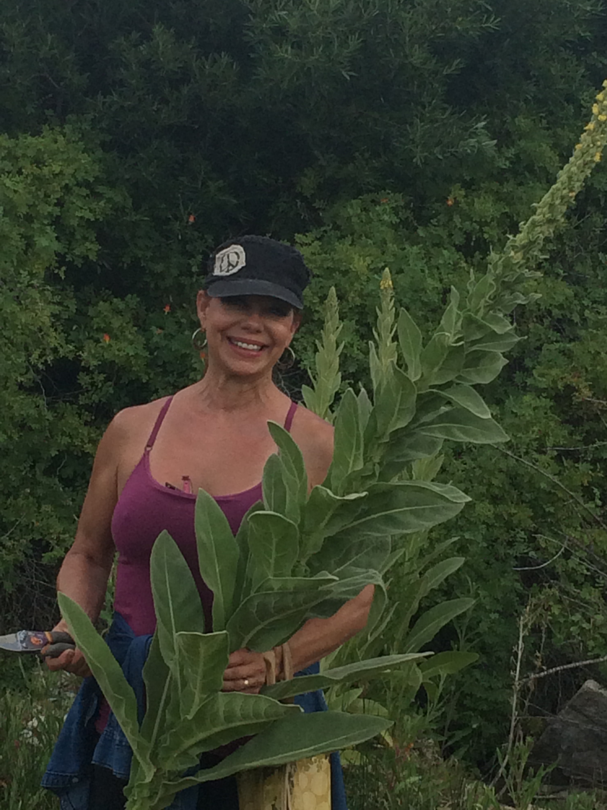 Foraging for Mullein.