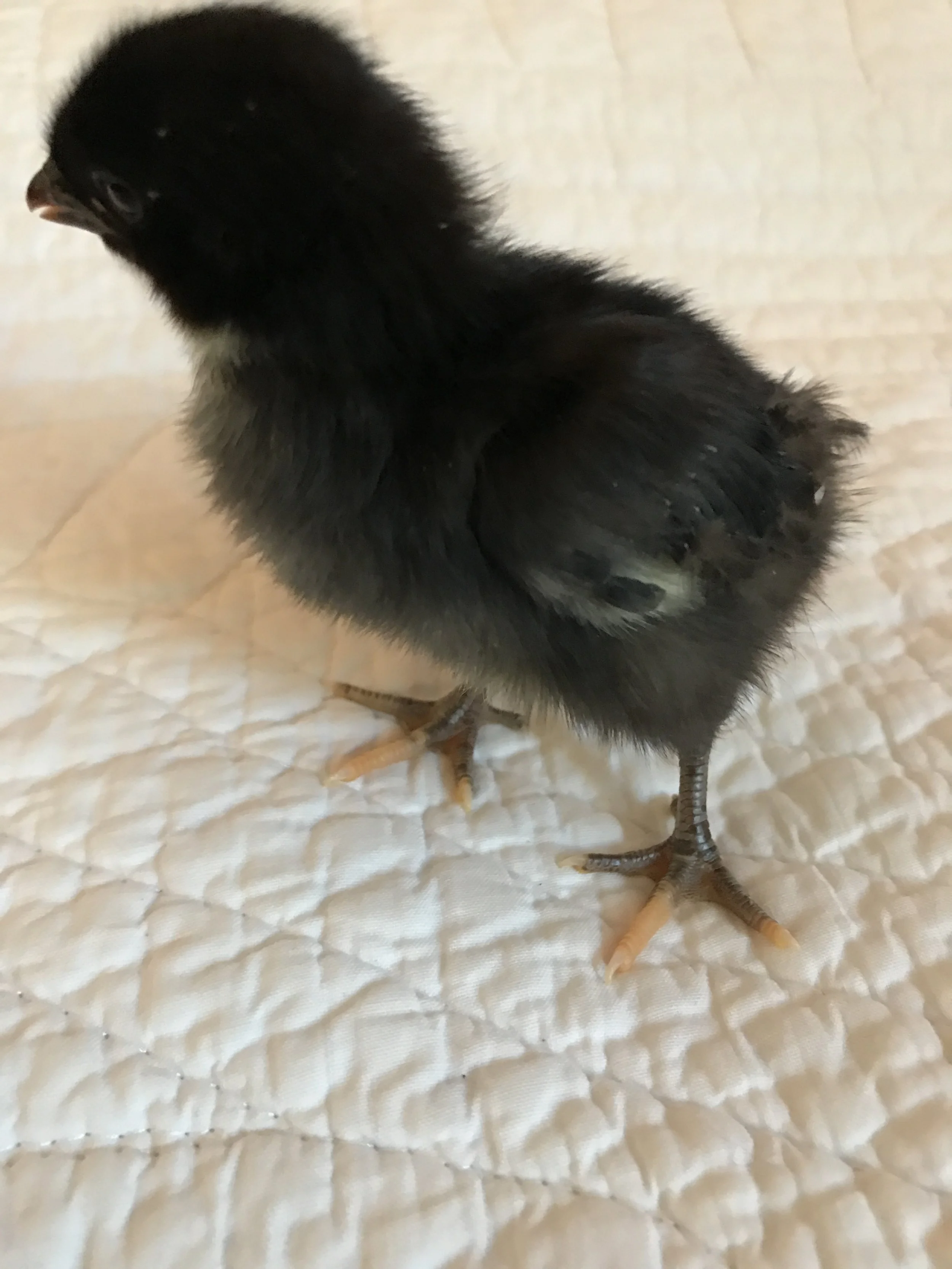Here's the little cutie a day later! All perked up and looking happy.