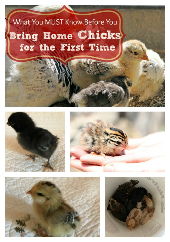 Whether you bought those cute little fluff balls on impulse or if you planned on it for months...Here are the basics you MUST know before you bring them home in order to make their transition happy and smooth for everyone!