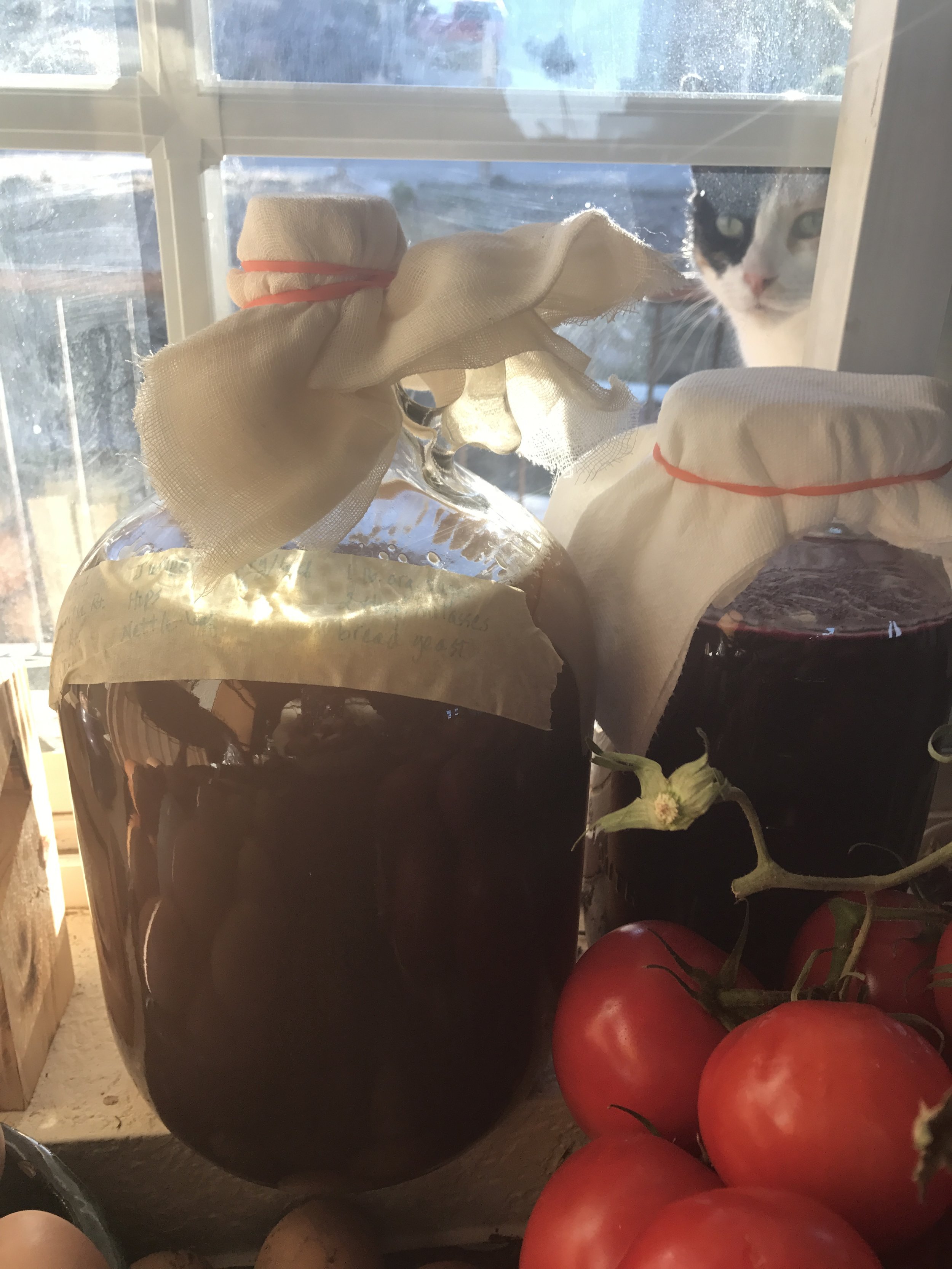 Here it is, sitting in the window sill, along with some beet kvass, tomatoes, & eggs. My cat, Harriet, is wondering what on earth I am doing now! :-)