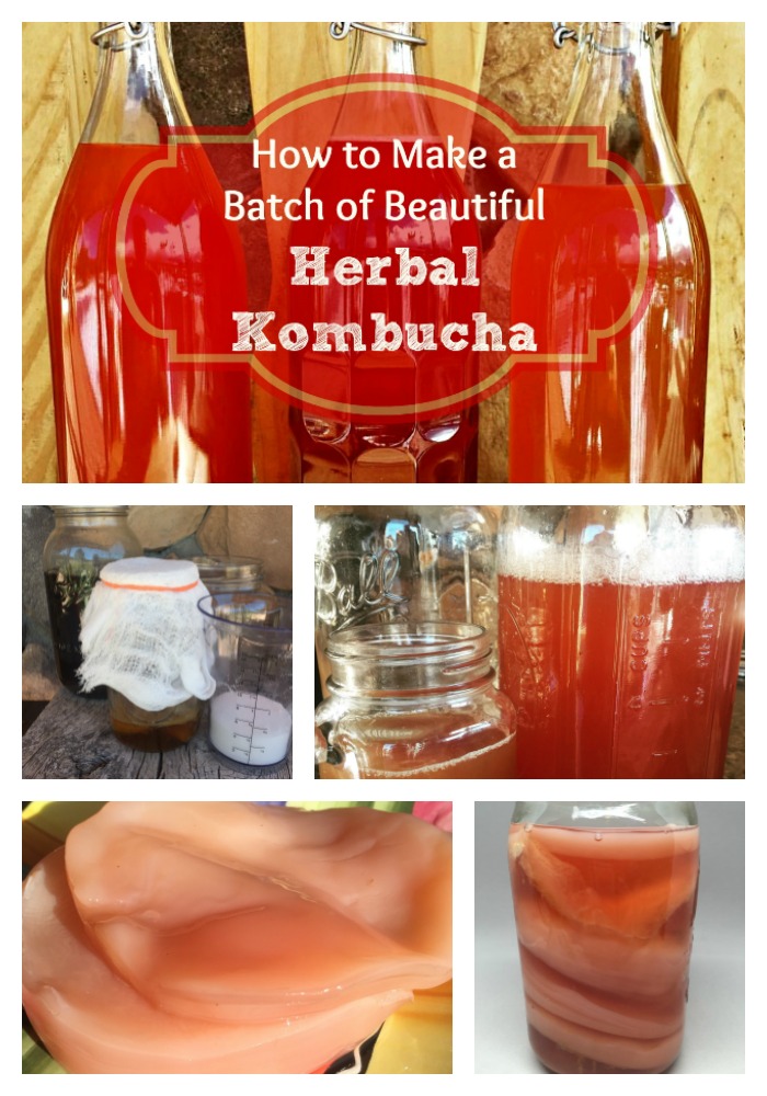 Making herbal kombucha is a delicious creative art---as well as a science! Find out how to use the fermented teas typical of kombucha along with herbal loose leaf teas for health and taste to your first batch kombucha! YUM!