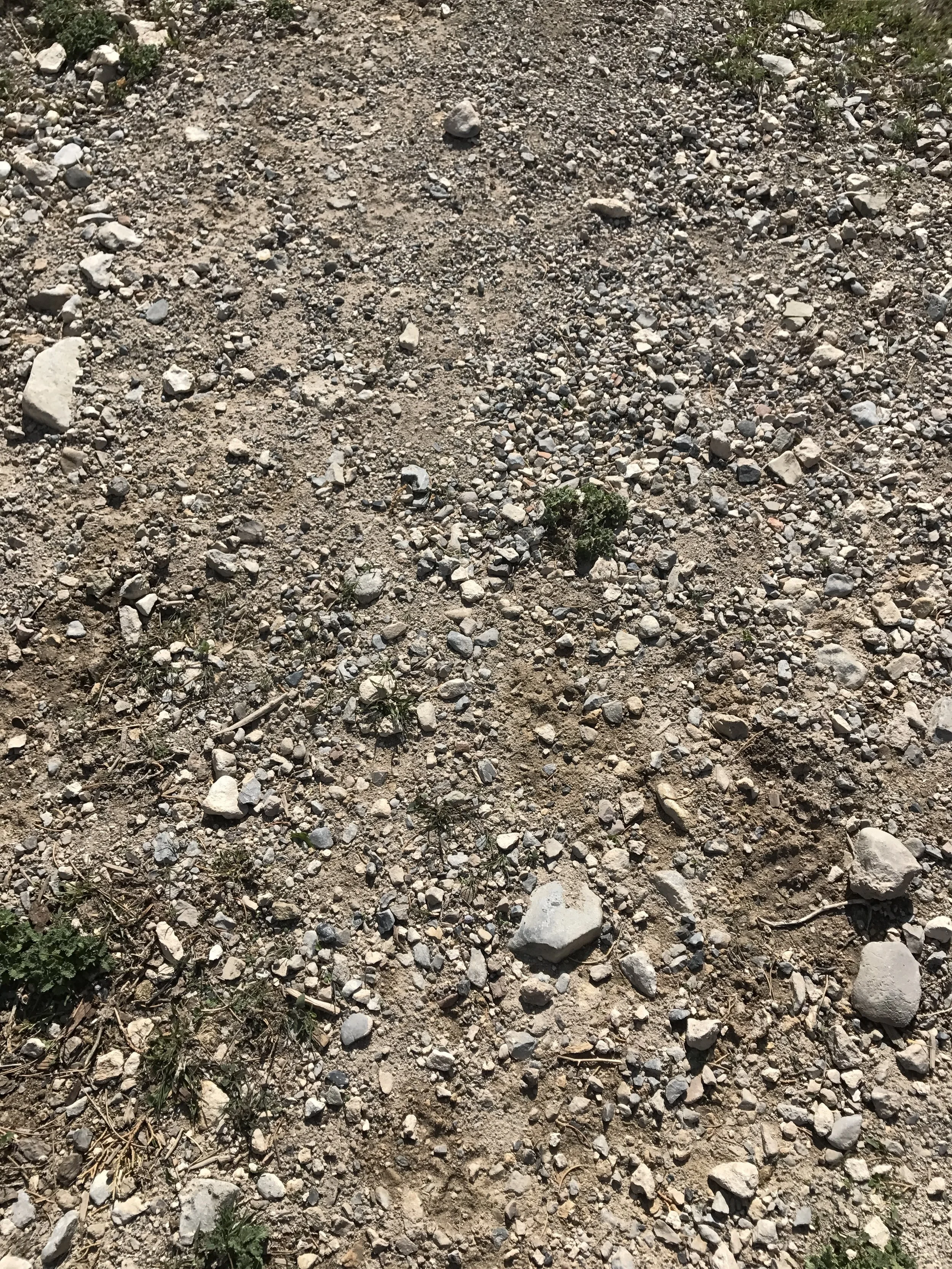Here's just a little patch of untouched ground. The only thing that would grow naturally in this soil is Horehound (and it's a pain with it's stickers in the Fall) and tumbleweeds---otherwise known as sticker bushes. Rough stuff!