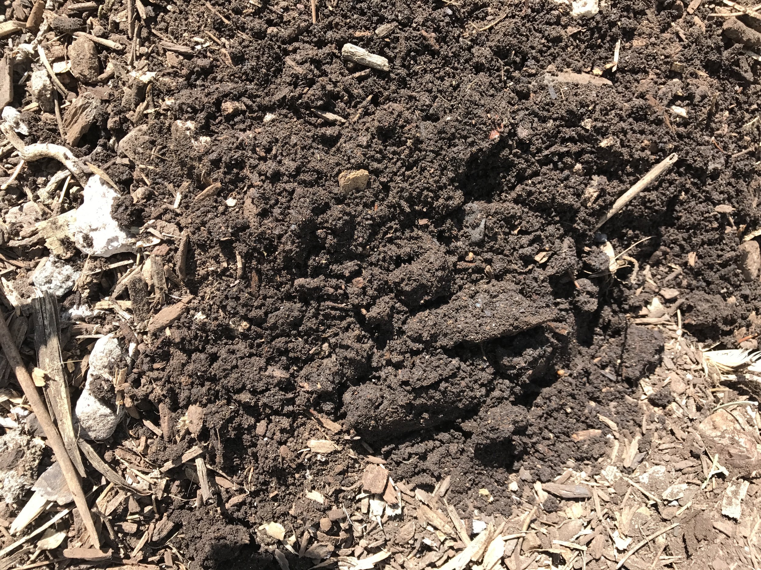 This is what the soil looks like in the North garden now. I just turned some of it up so you can see. I know other places have really rich, dark soil, but I am REALLY proud of this soil and how much it has improved in three years! I actually got the ultimate compliment from my Dad on our soil last year!
