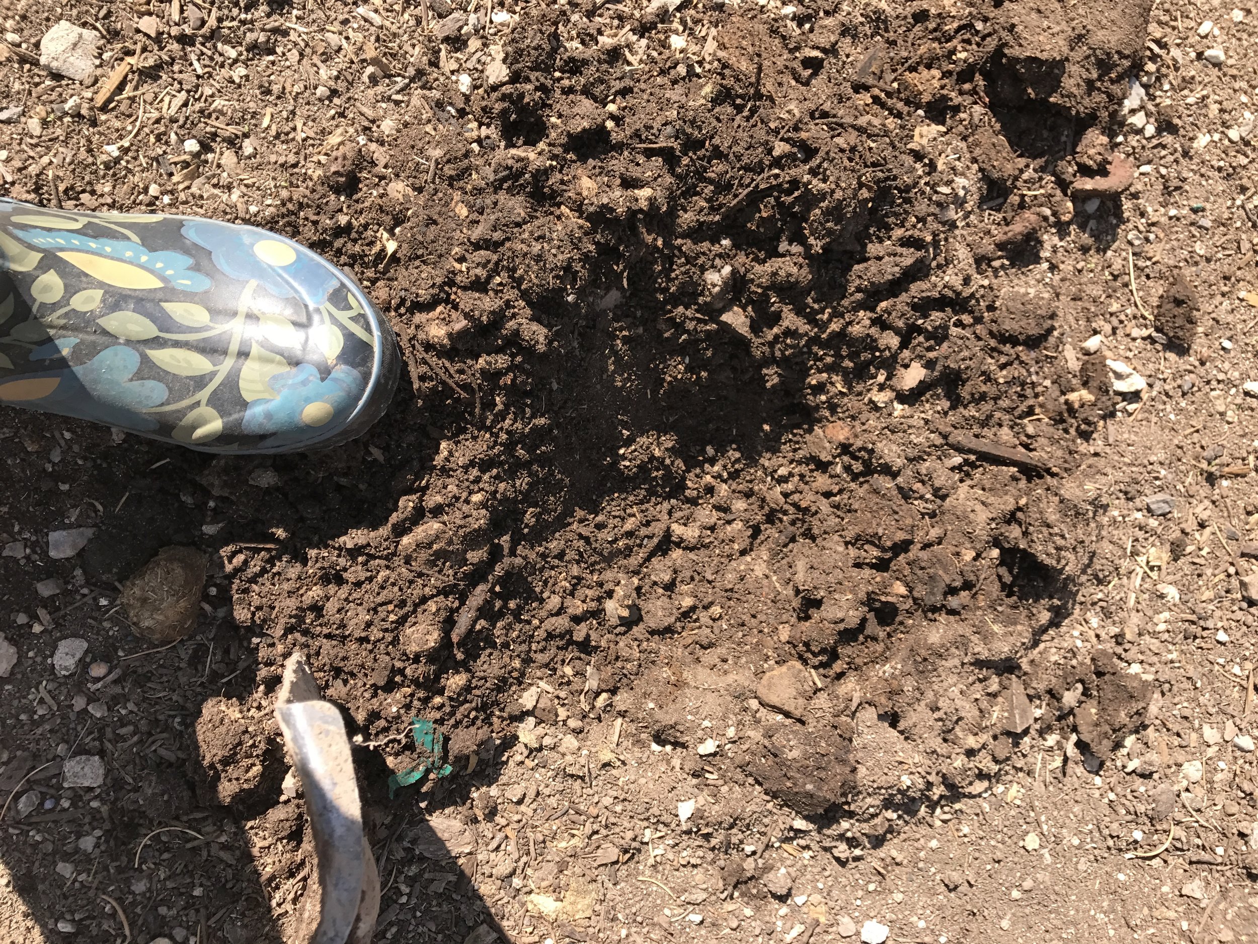This soil is from the South garden, which is one year younger than the North garden. It's not as dark or rich---but it's coming along very well, considering how it was when we started!