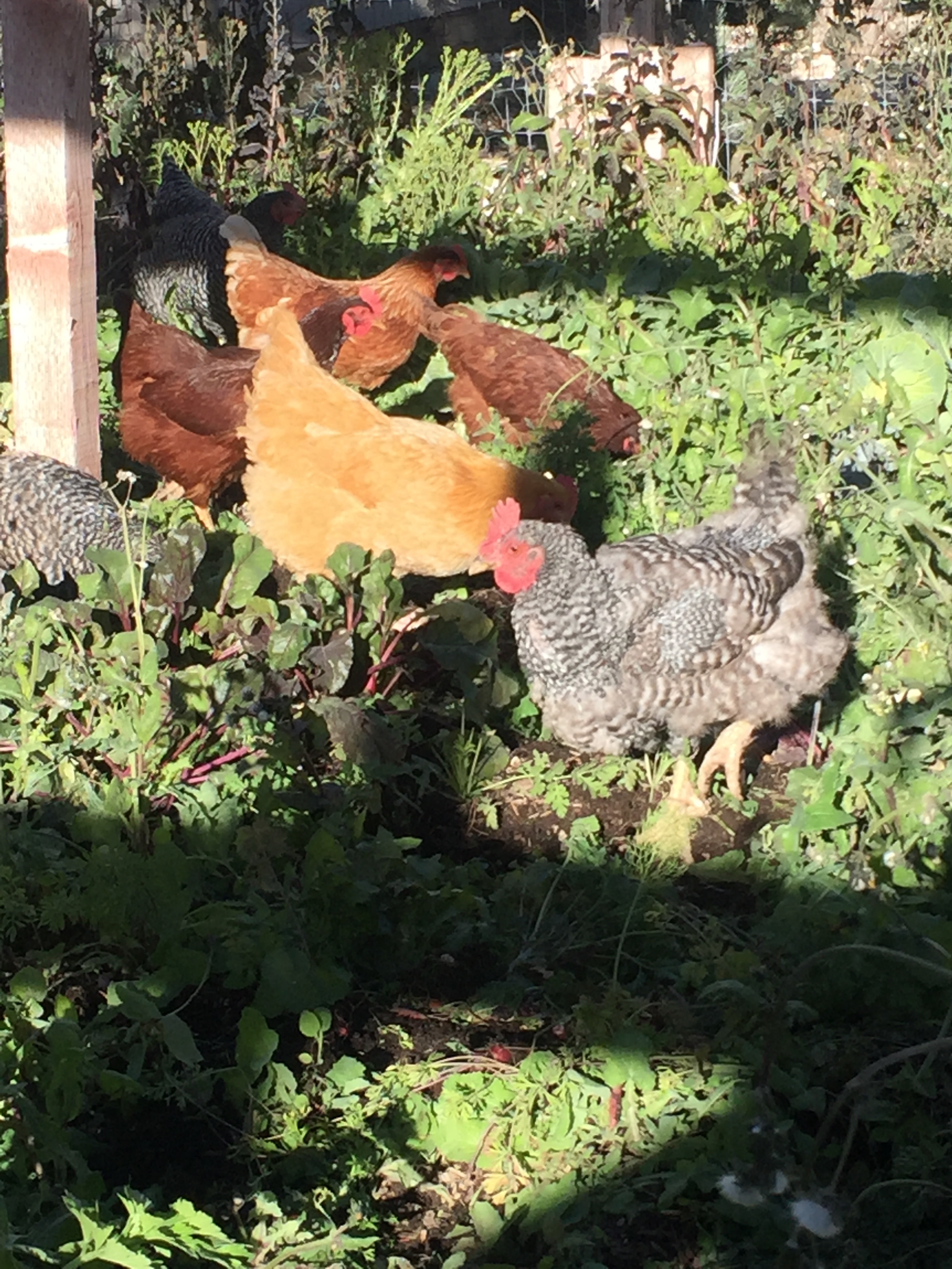 The chickens' first day in the Fall garden.