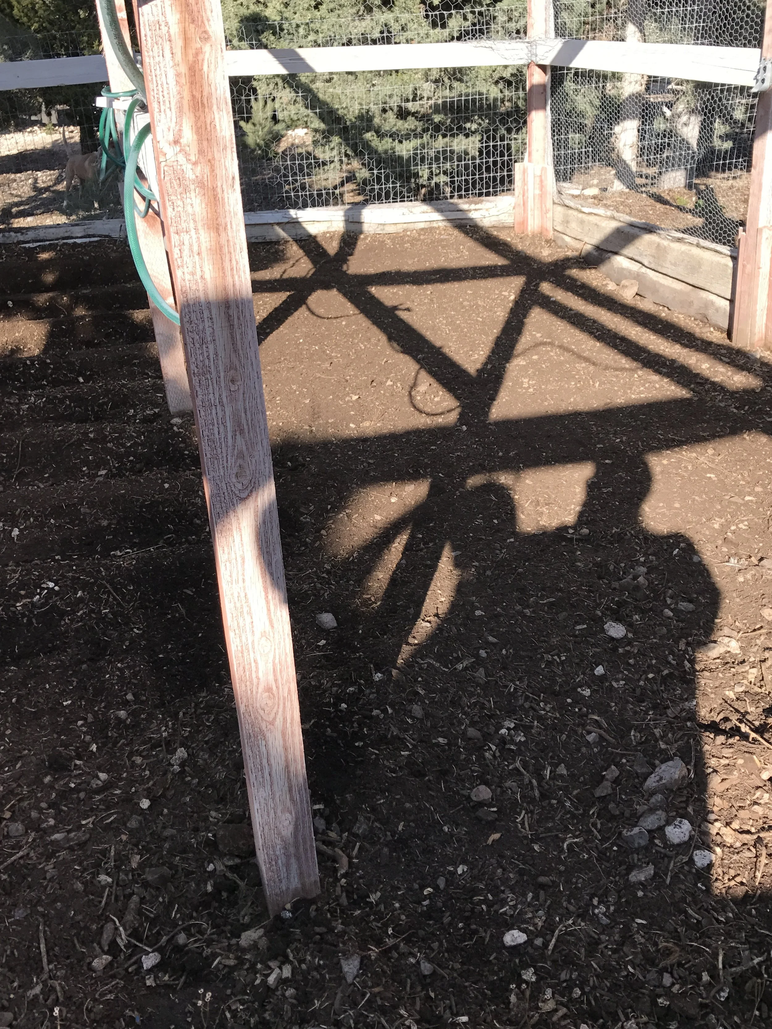 Here's the soil as of now, after a Winter of chickens, snow, mulch, compost, and horse manure! This is about one-fourth of the North garden you see here.