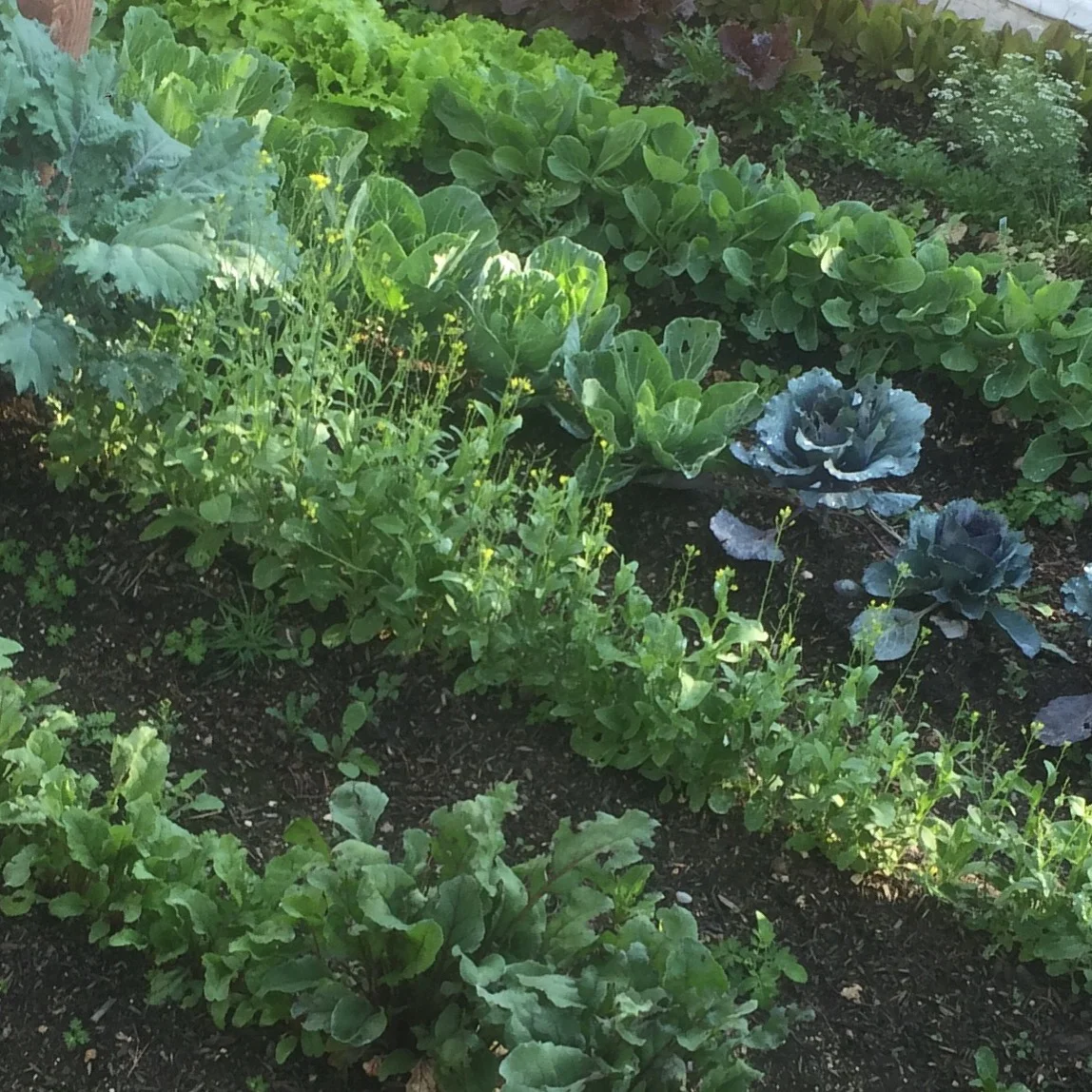 Here's a bit of the North garden last July. Things are looking good, except for a little bolting going on there! :-)