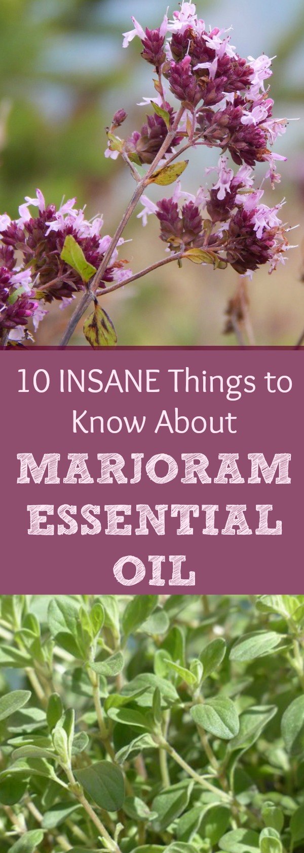 Marjoram Essential Oil is just UNBELIEVABLE! I say this because of my struggles with high blood pressure, among other reasons... Read all about Marjoram Essential Oil and why every household should have this handy!