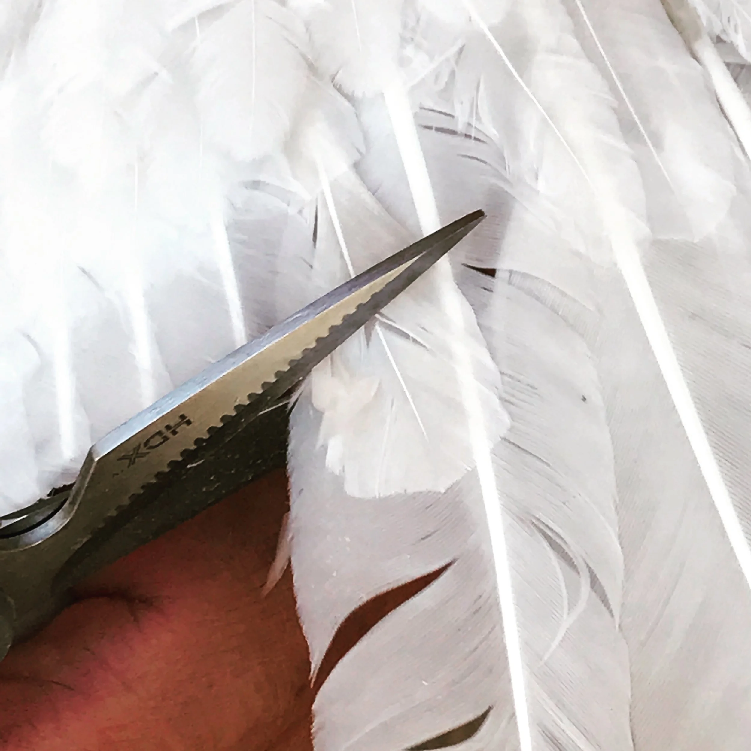 Here I am, cutting the primary feathers, while Mr. V. holds the turkey for me.