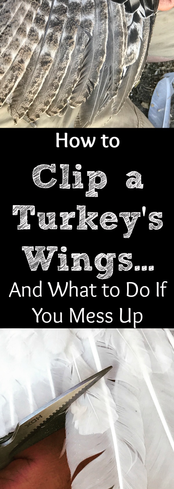 Our heritage turkeys began to fly! We had to take matters into our own hands and clip their wings in order to keep them safe from flying over the fence...into the mouths of coyotes, neighborhood dogs, feral cats, and even bobcats! Here's how to clip a turkey's wings. 