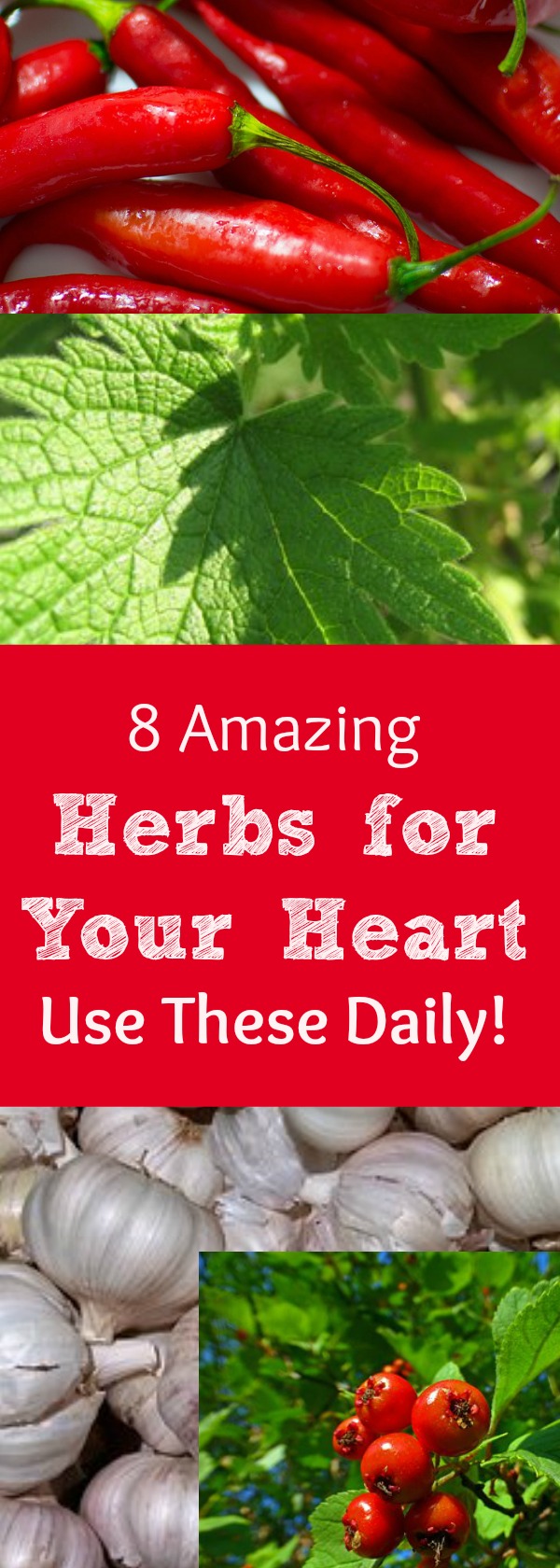 Do you or a loved one experience heart health problems? Heart health issues are a leading cause of doctors visits and hospitalizations. There are herbs you can use daily, along with making some common sense lifestyle changes that can support the health of your circulatory system and heart. Here is a list of herbs to consider using often! #healingharvesthomestead #heart #health #herbs #herbsforyourheart #for #healthyheart #herbalism #plantmedicine