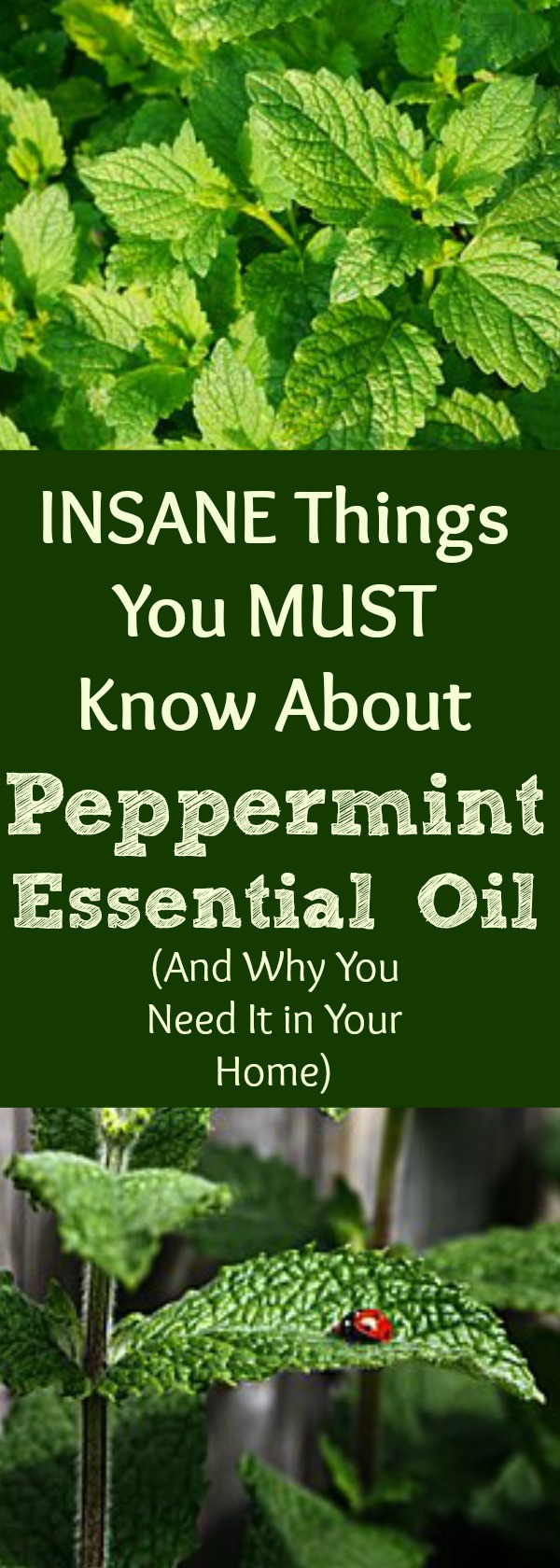 Peppermint Essential Oil is pretty crazy stuff! Find out the benefits and uses of Peppermint Essential Oil, along with practical ways to put it to work right away! Everyone should have Peppermint essential oil in their home, purse, and office. It's one of the most versatile essential oils...and you will smell lovely! Find out why Peppermint Oil is great to have around.