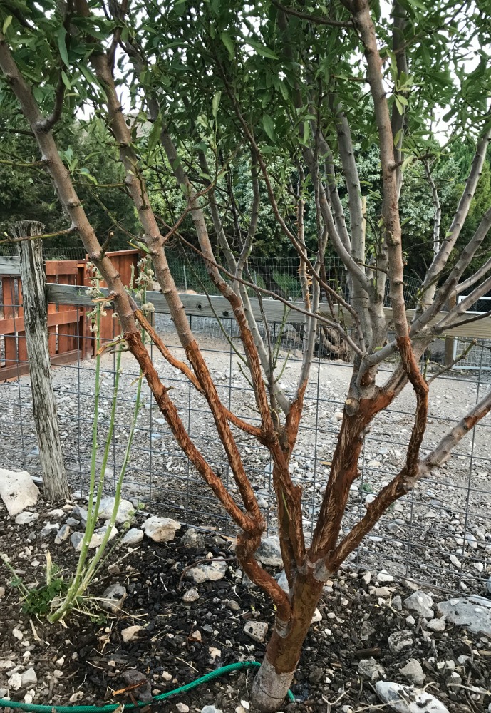 You can see how high they are able to reach--about five feet---maybe five and a half. Poor almond tree. I hope it recovers. 