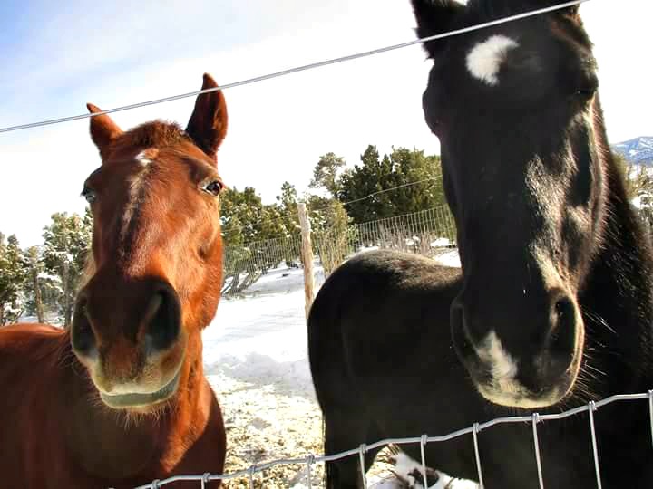 Here are Ginger and Buddy. All my life, since I was 18 and went off to college, leaving my (our family) horses behind, I wanted to grow up and have my own horses to ride. In a great place to ride. I put my mind, prayers, and heart to it: See?