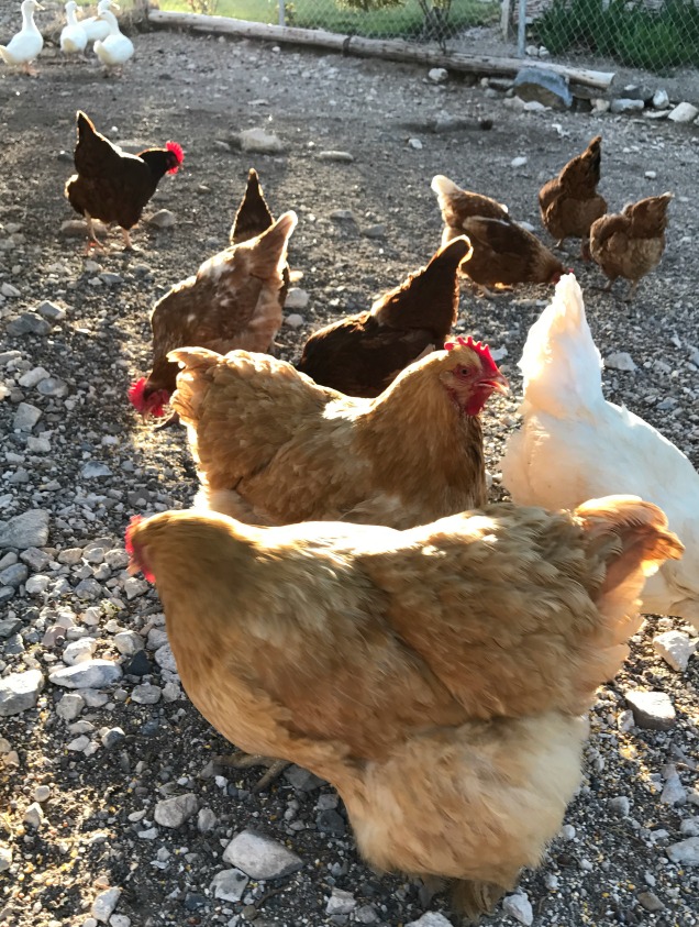 Here are a few of the Ladies in our Poultry Run---We have ducks, too. See them up in the left corner? They are enjoying some scratch before the sun goes down. 