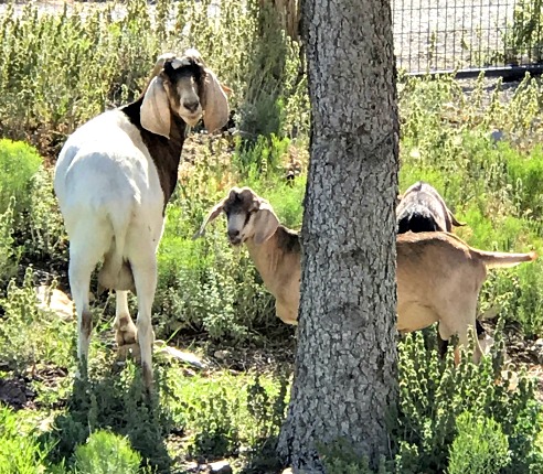Big Mama, Sammy, and Little Sweetie Pie in the back, there. They are foraging in the front yard, enjoying the day. 
