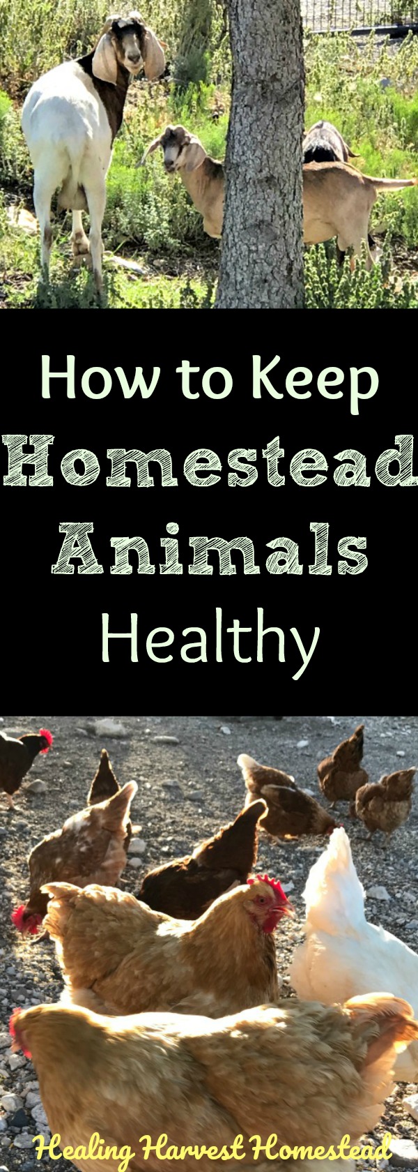 Livestock-type animals and poultry have special health needs, and many veterinarians don't work on these "specialty" animals. Here's how to keep your chickens, goats, and rabbits healthy, and what items you should keep in your pet medical emergency kit...just in case. Advice from experienced experts about homestead animal care and health. 