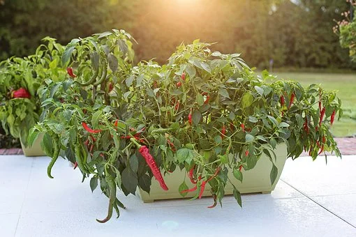Cayenne Peppers in a container. Container gardening is beautiful, possible, fun, and useful!