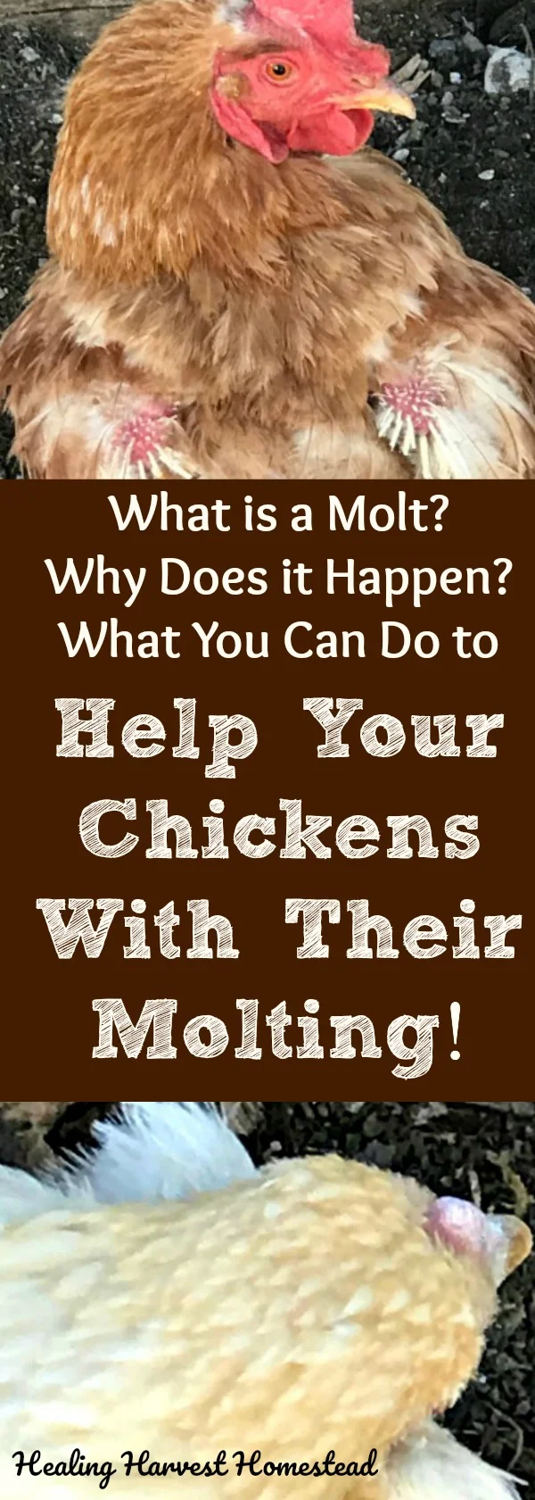 Seeing a sweet chicken during its molt can be traumatic and worrisome! They're so....bald! And it looks like it hurts! Here's what you need to know about what happens during a chicken's molt, why the molt occurs in the first place, and finally---what you can do to help your chicken during the molting phase.