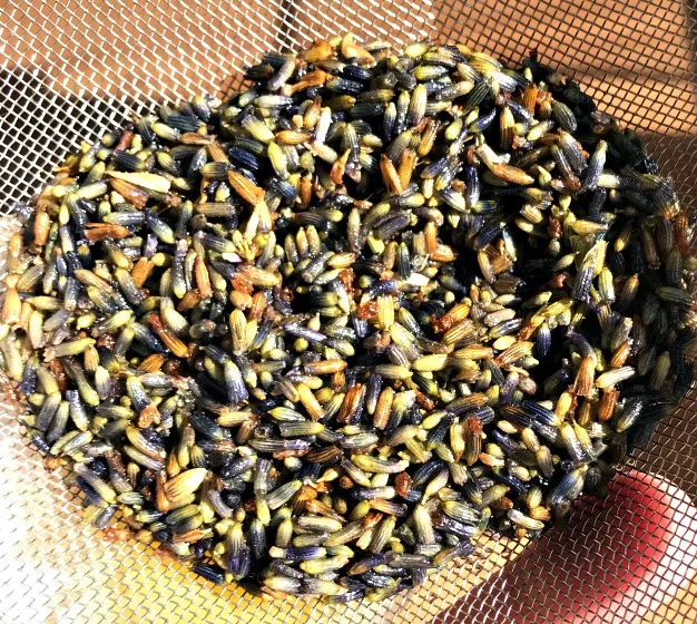 These are spent Lavender flowers that I've had infusing in oil for around three months. That oil is good and strong now! I just strained these out so I could use the oil for the salve.