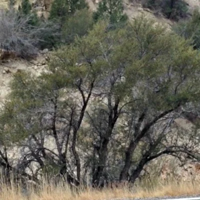 The Mountain Mahogany is native to the Southwestern United States. It may be found as a scrubby bush or a decent looking tree, as shown here.