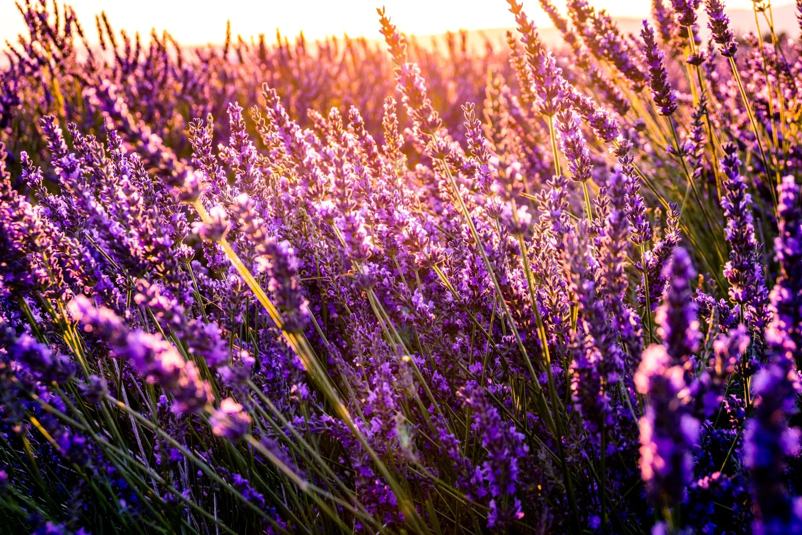 Lavender has chemical compounds that promote relaxation and calmness while also creating balance.