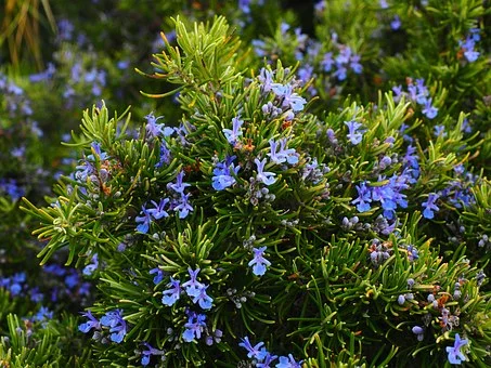 Rosemary helps mental function, memory, and focus!