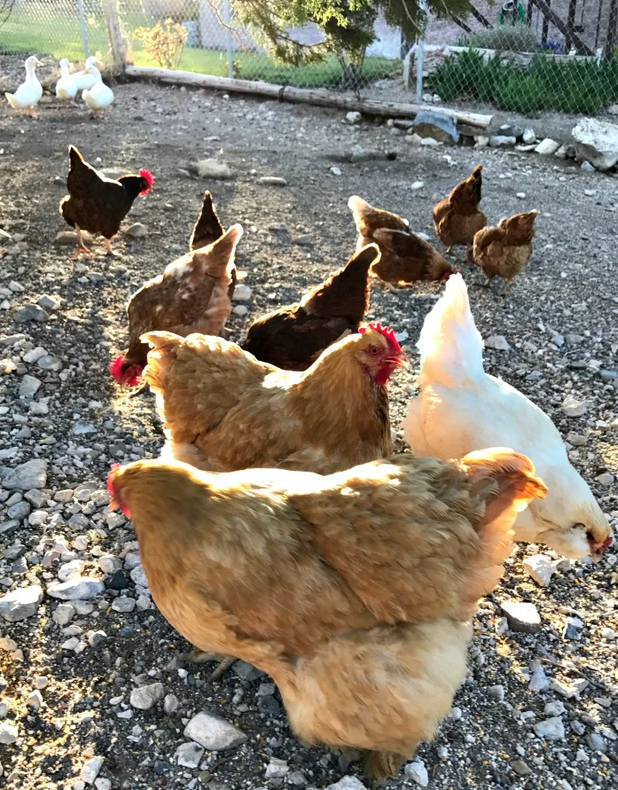 We keep chickens, ducks, & turkeys. And usually, the chicken eggs help supplement the feed cost significantly---AND we get fresh eggs, good meat, and delicious bone broth.